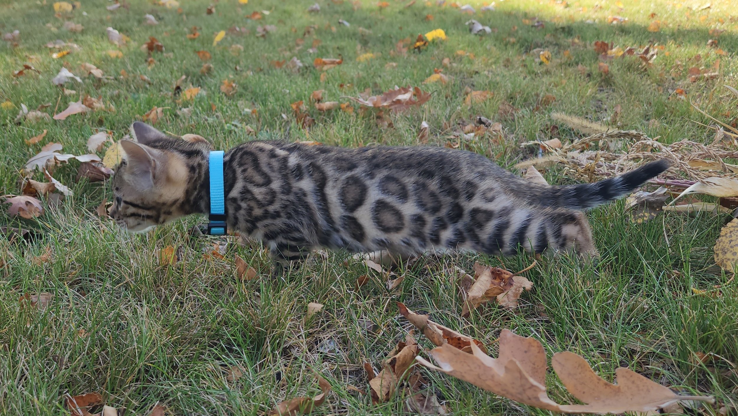 Male Brown/Black Rosette Bengal in Minnesota