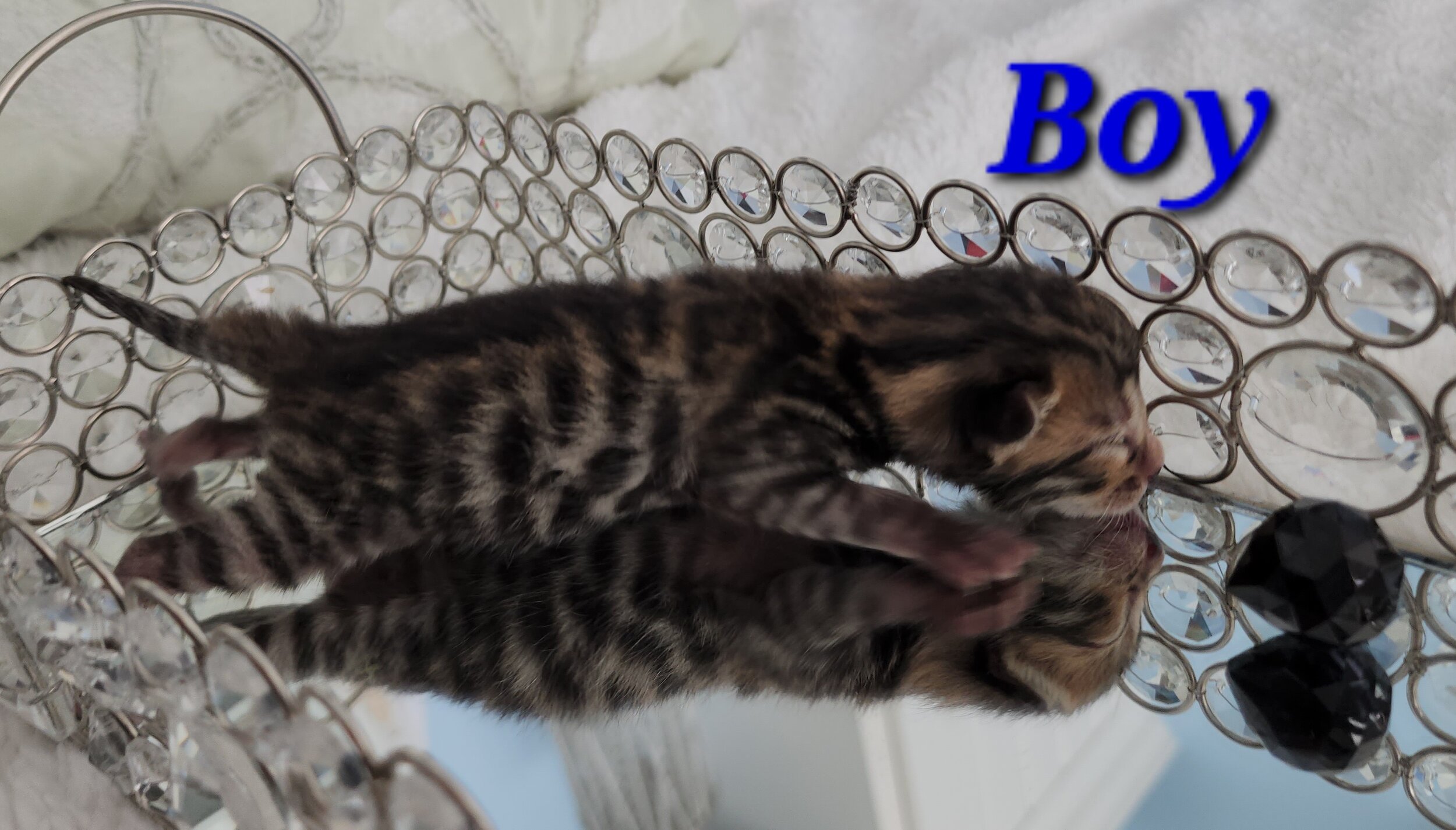 Purebred Brown Rosette Bengal Kitten in Minnesota