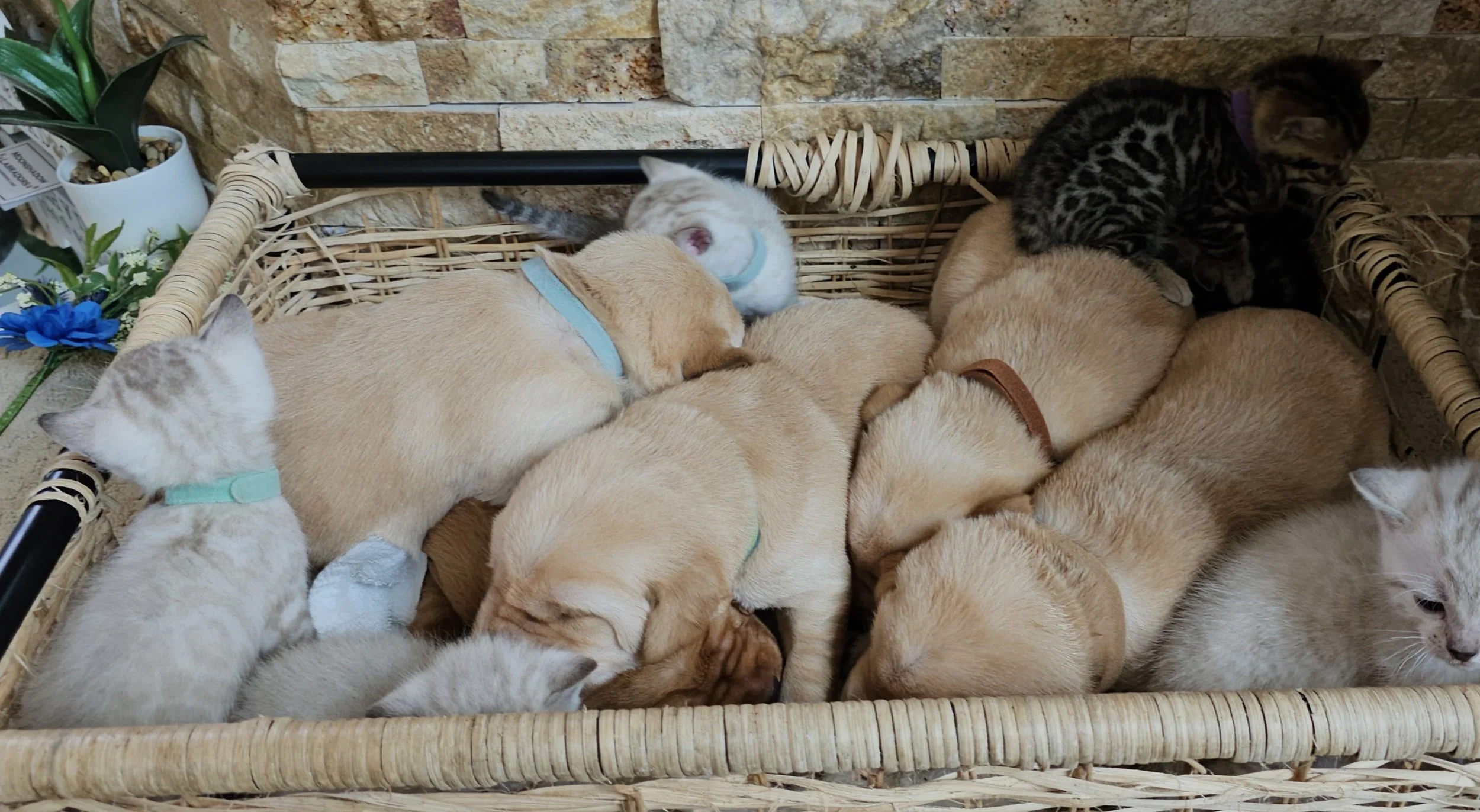 Labrador Retriever Puppies and Bengal Kittens