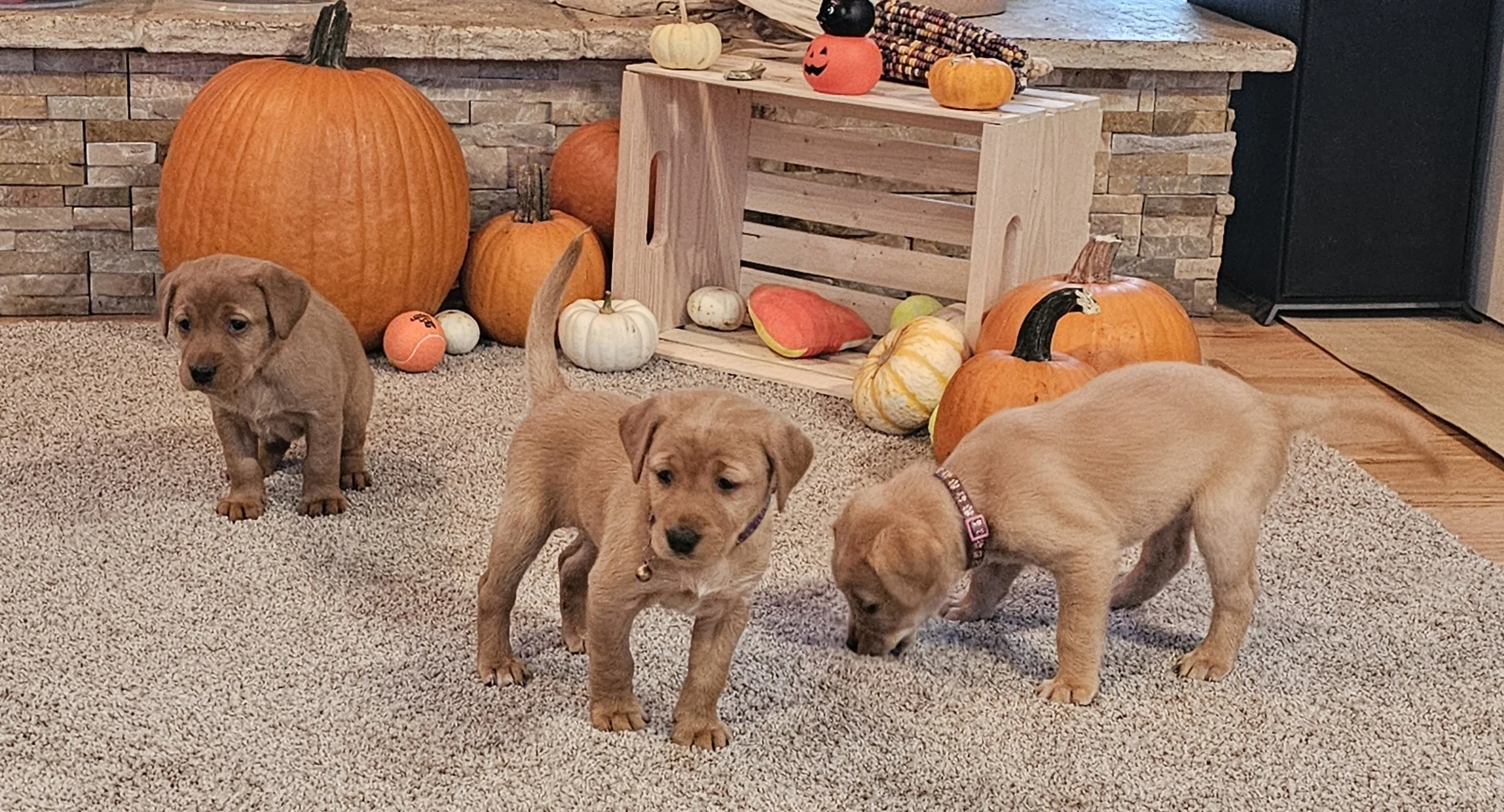 OFA Health Tested AKC Registered Yellow Fox Red Labrador Retriever Puppies Available in Minnesota