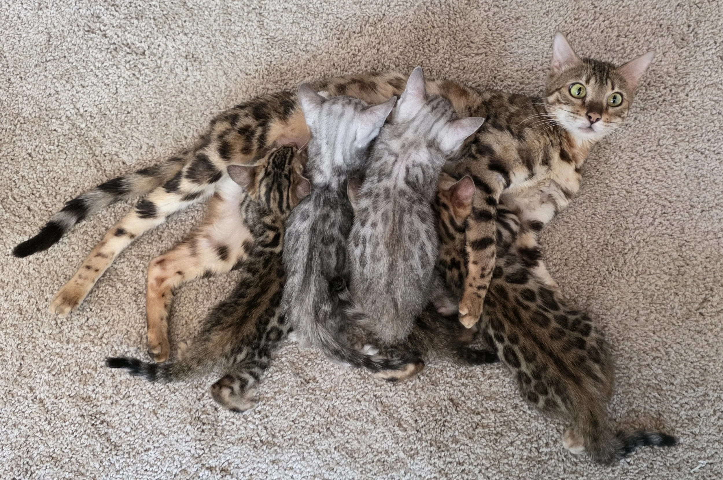 Litter of Eight-Week-Old Bengal Kittens and their Mom