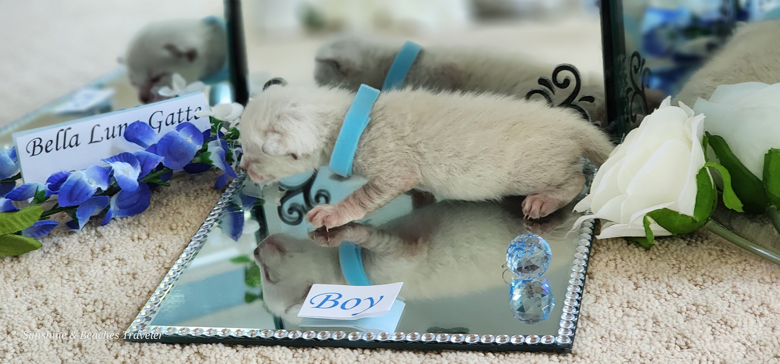 Purebred TICA Registered Male Snow Rosette Bengal Kitten in Minnesota