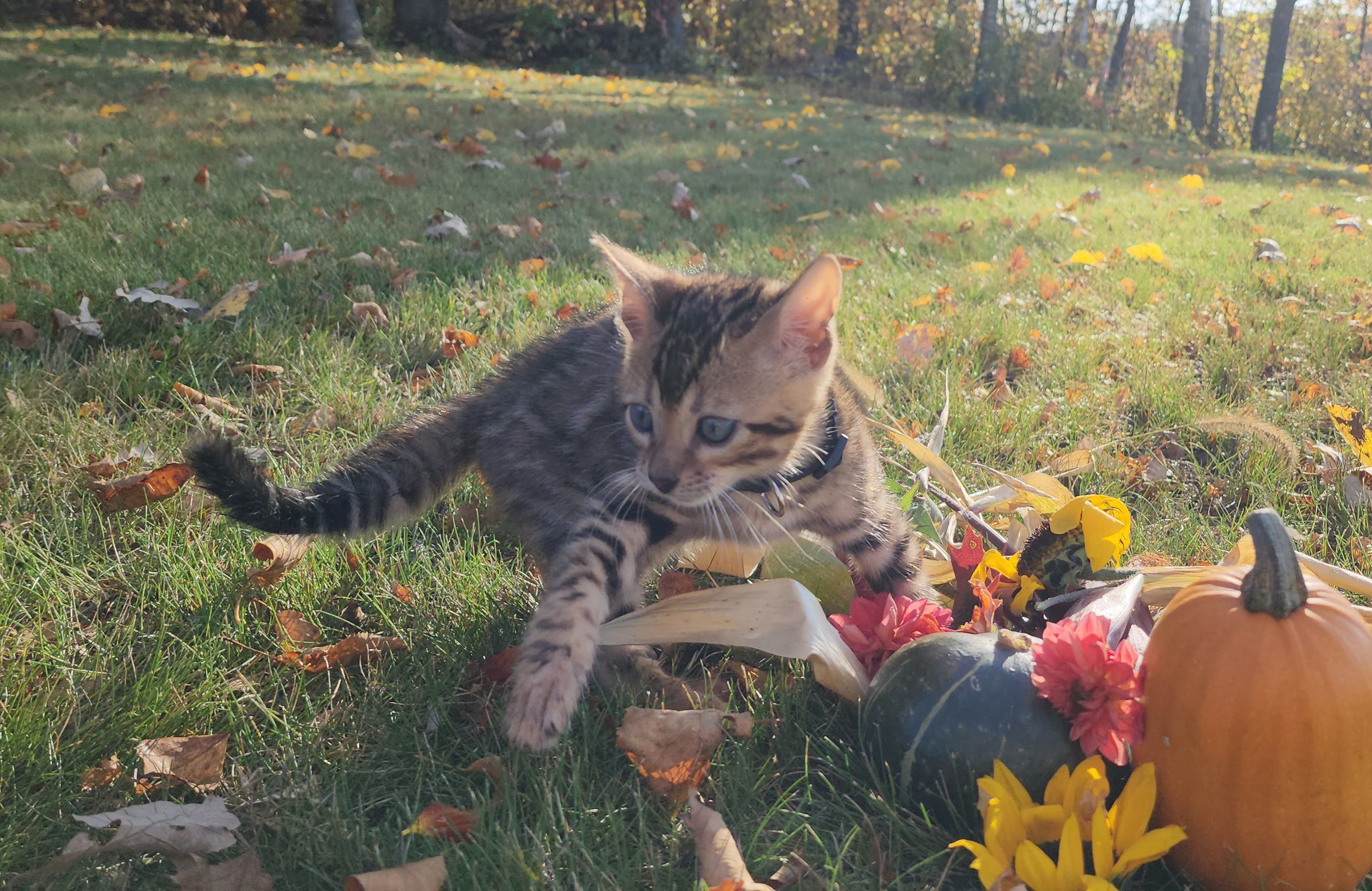 Male Brown/Black Rosette Bengal in Minnesota