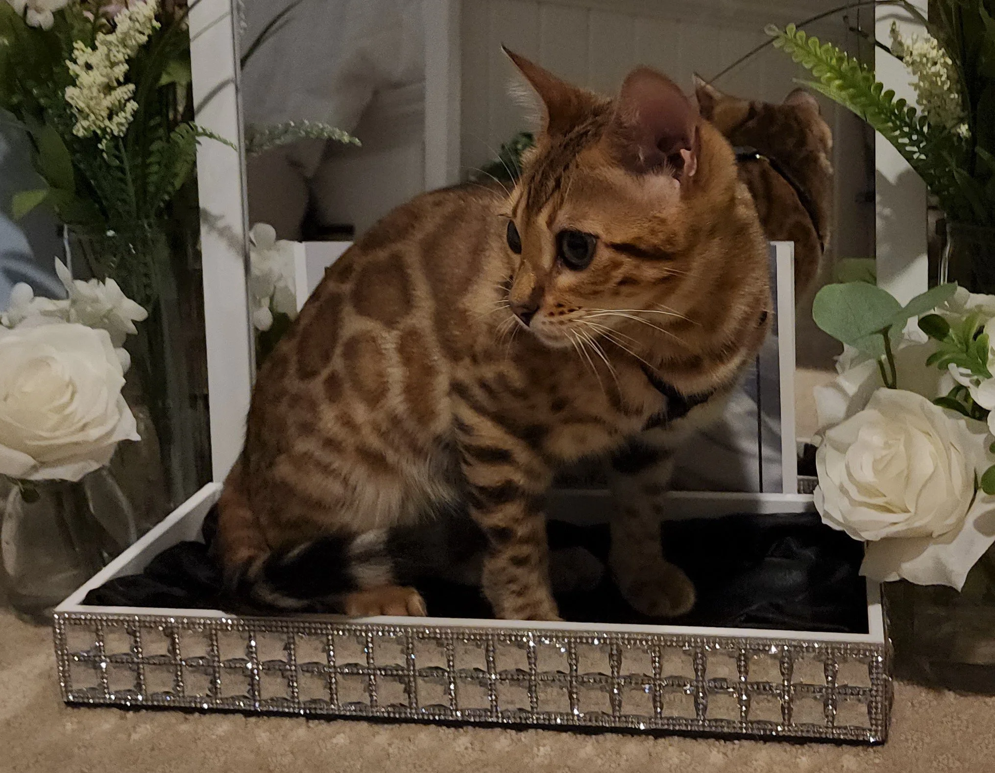 Brown Female Bengal Cat