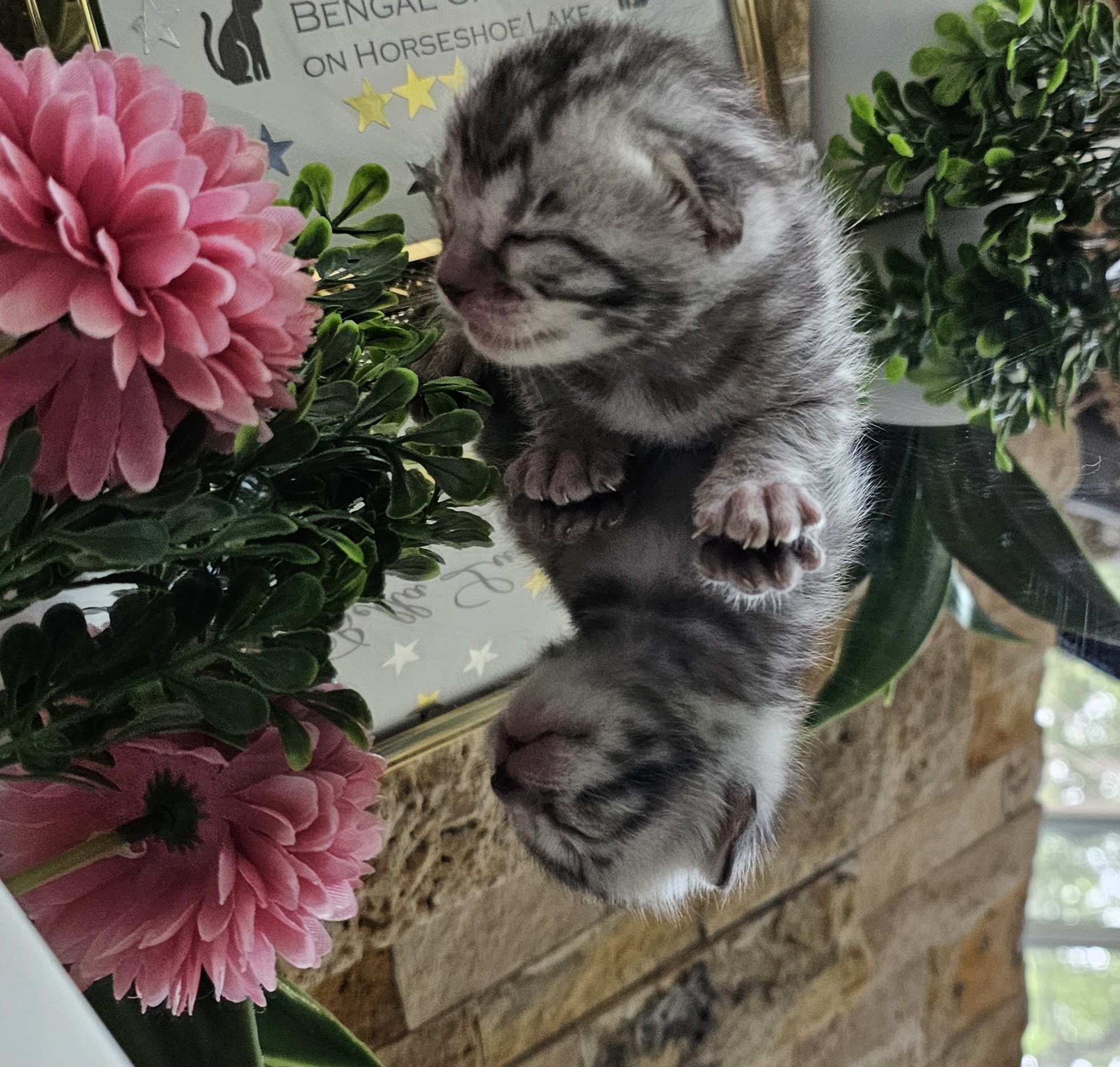 Purebred TICA Registered Female Silver Rosette Bengal Kitten in Minnesota