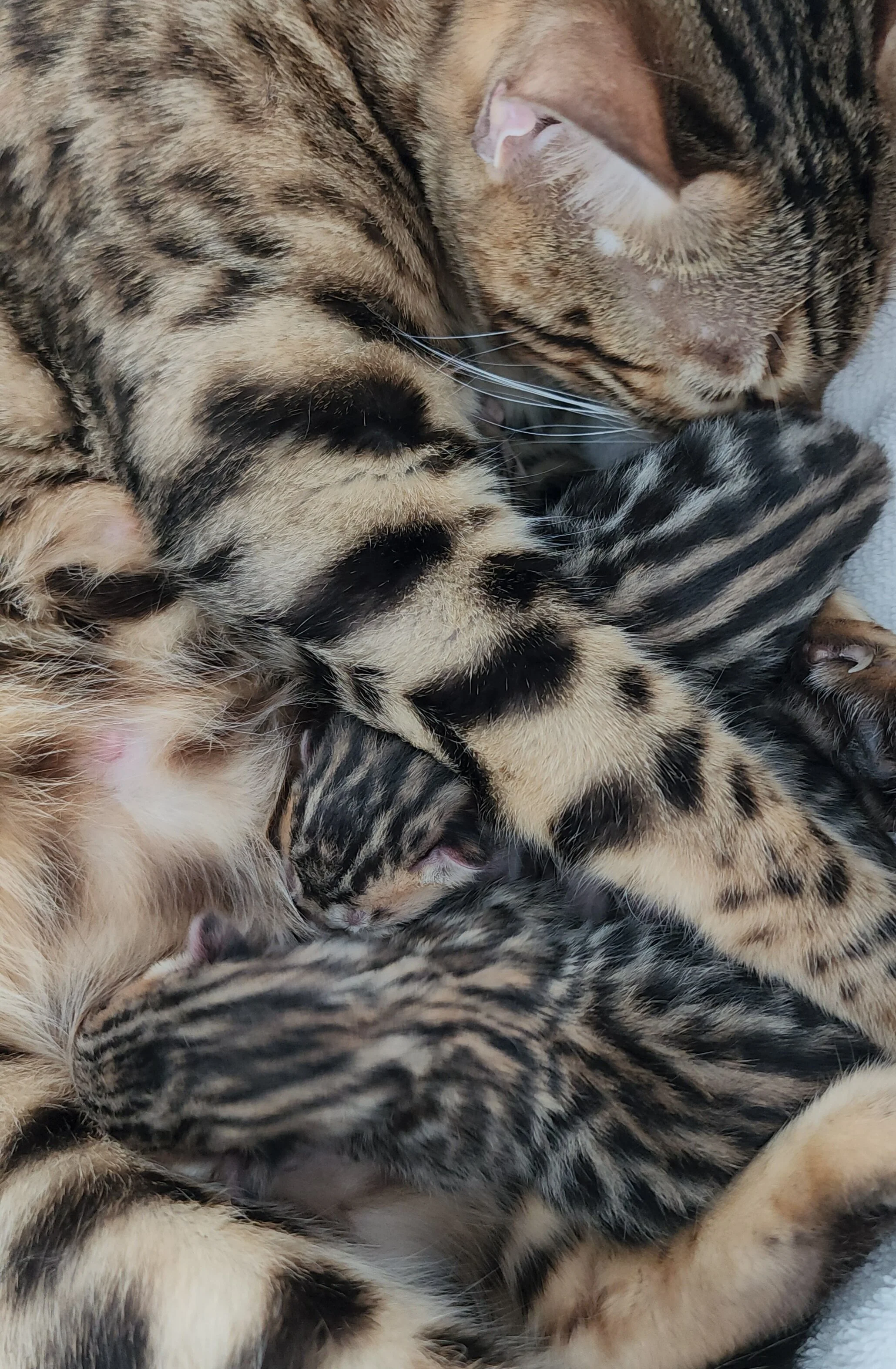 TICA Registered Brown Donut Rosette Bengal Kittens Available in Minnesota