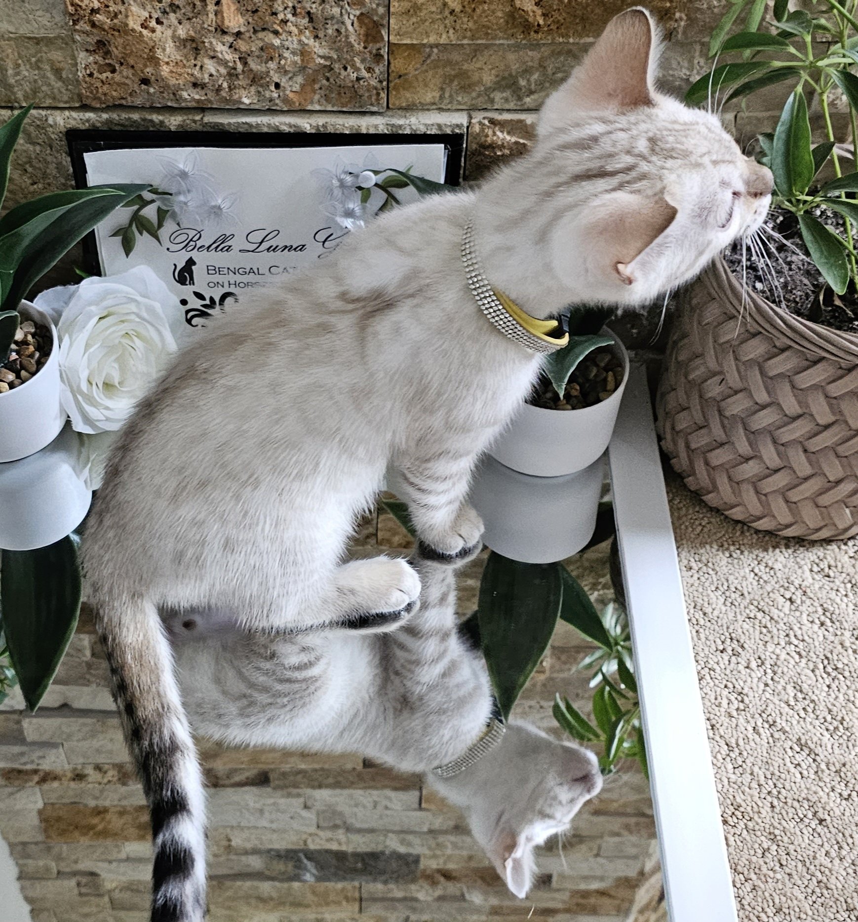 Purebred TICA Registered Male Snow Rosette Bengal Kitten in Minnesota