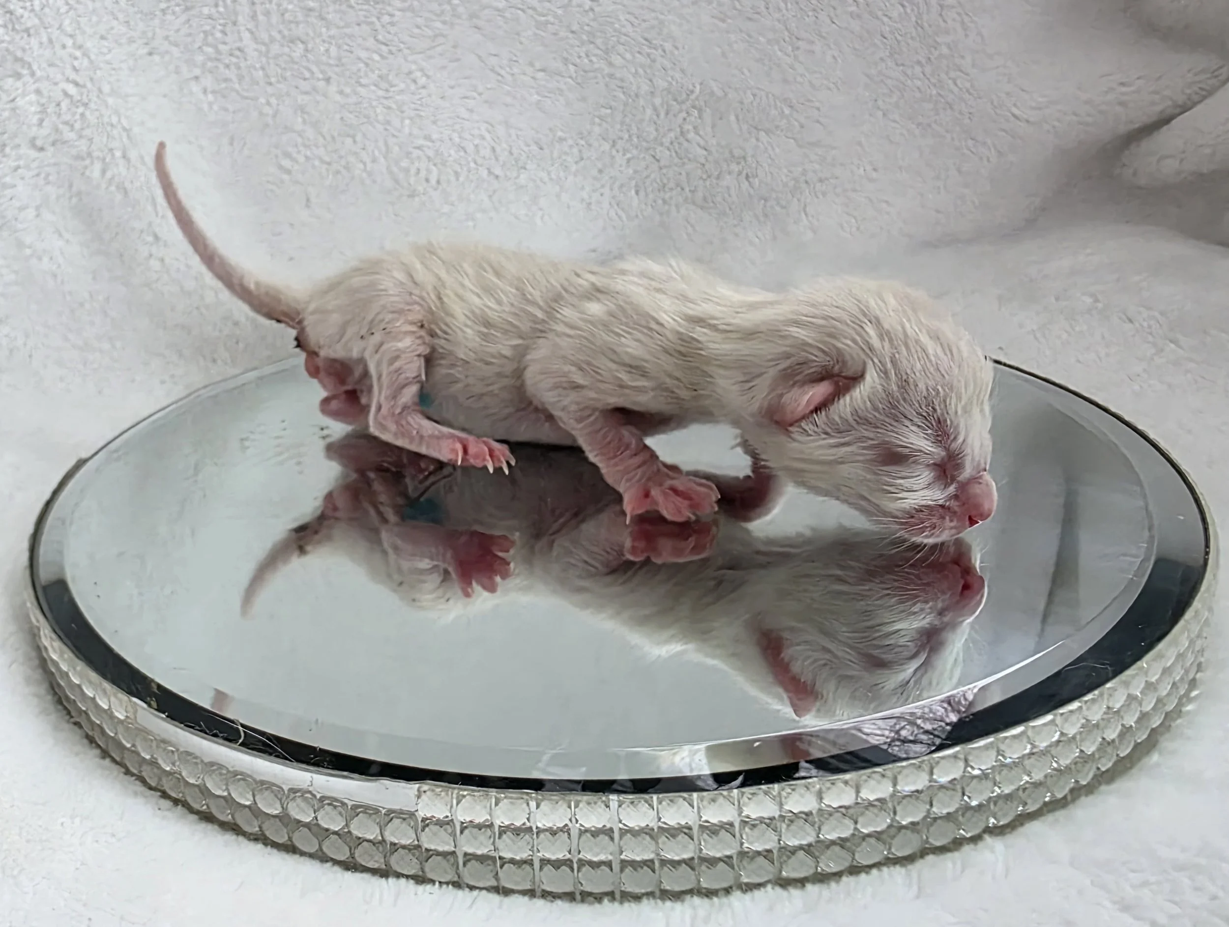 Newborn Male Snow Lynx Bengal Kitten