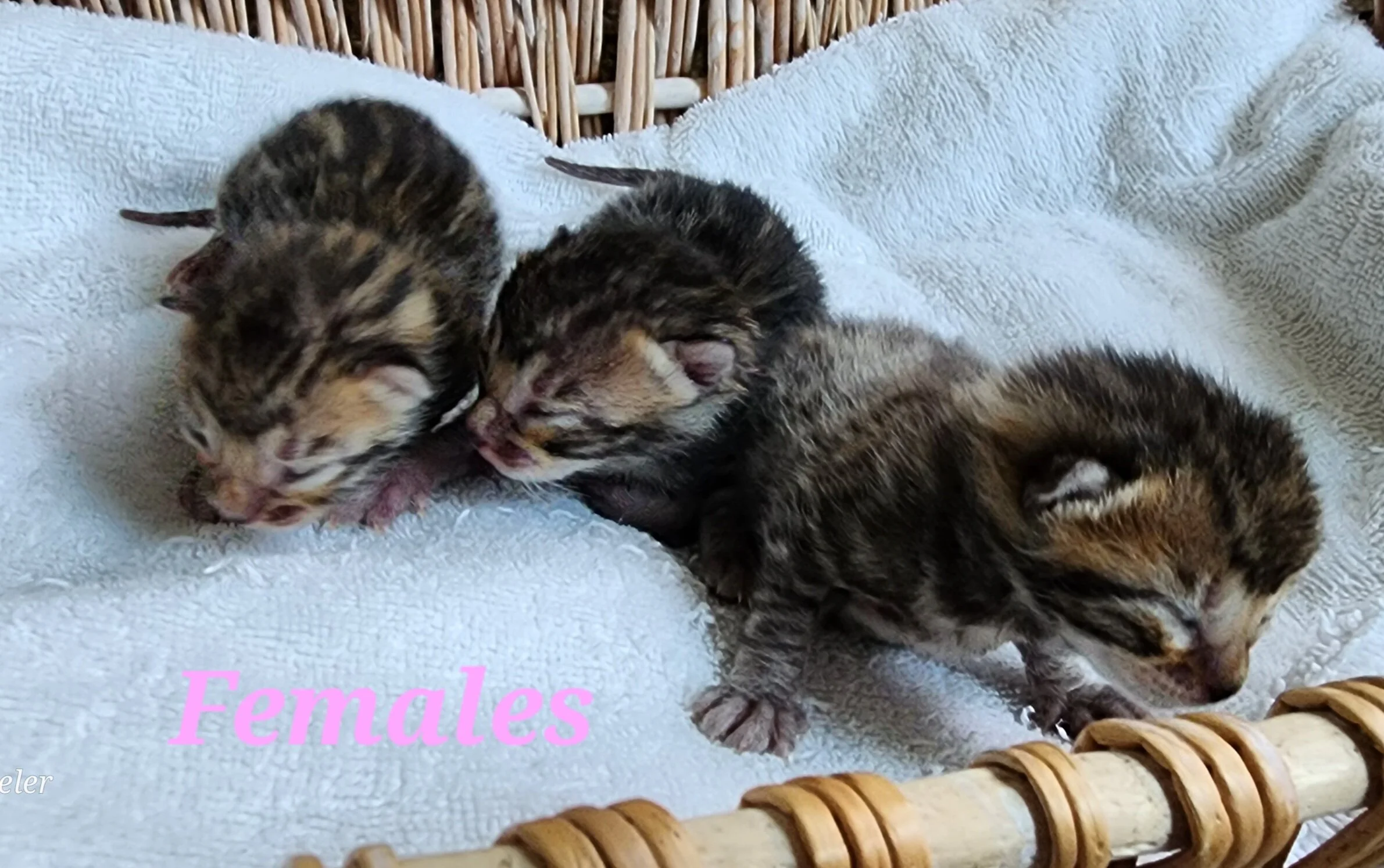 Purebred TICA Registered Male and Female Snow and Brown Rosette Bengal Kitten Available in Minnesota