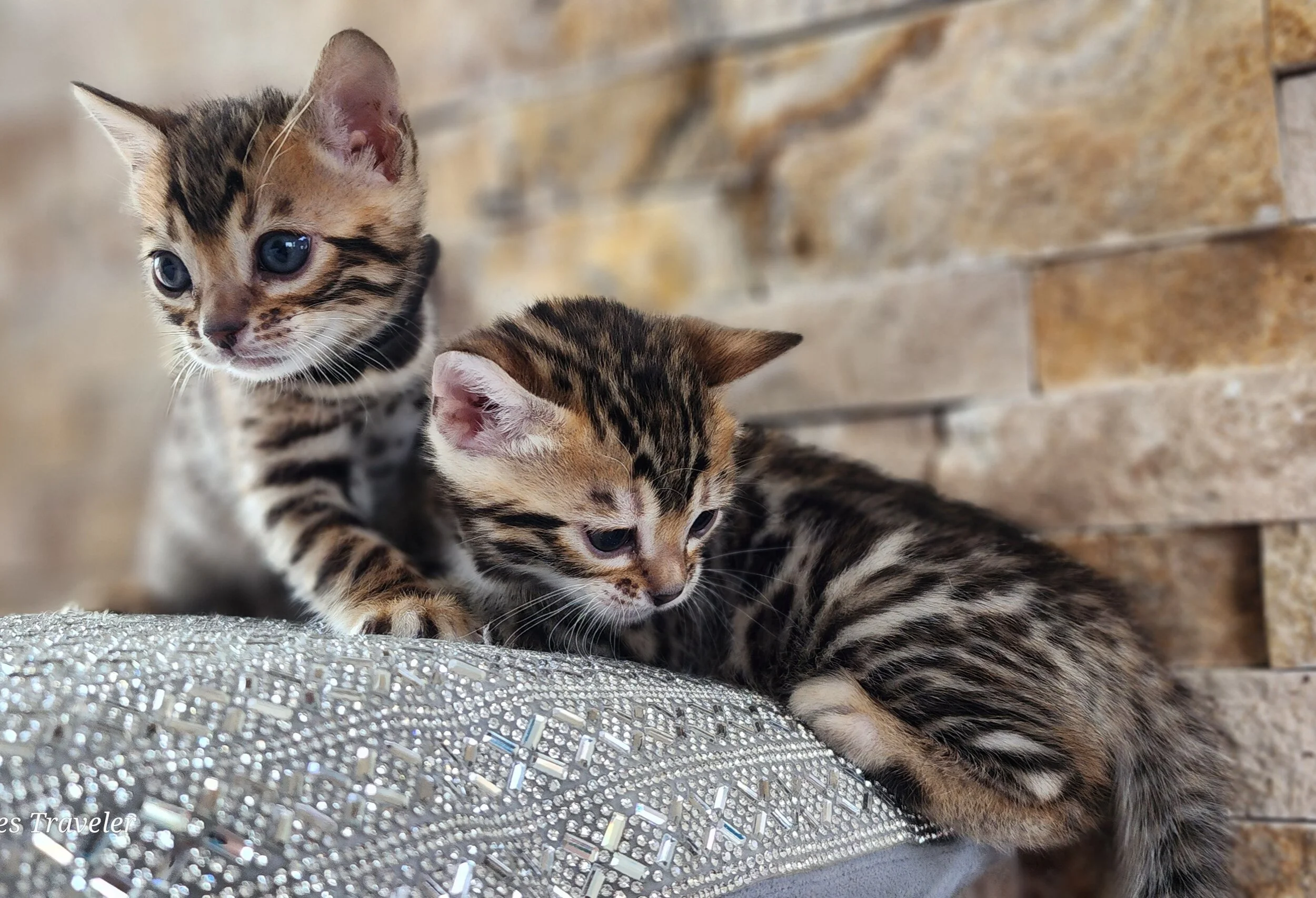 Brown Rosette Bengal Kittens