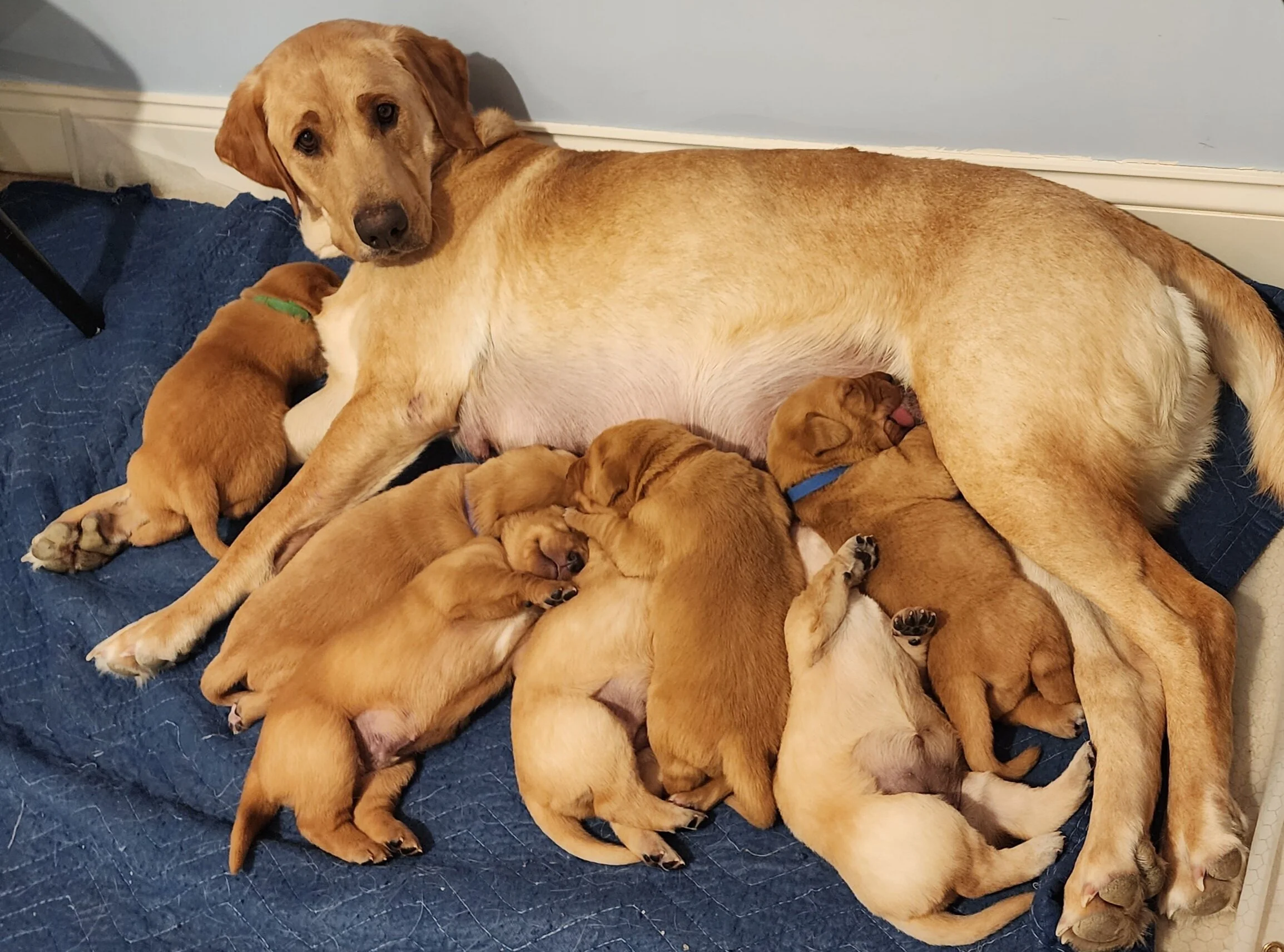 Two-Week-Old Labrador Retriever Puppies
