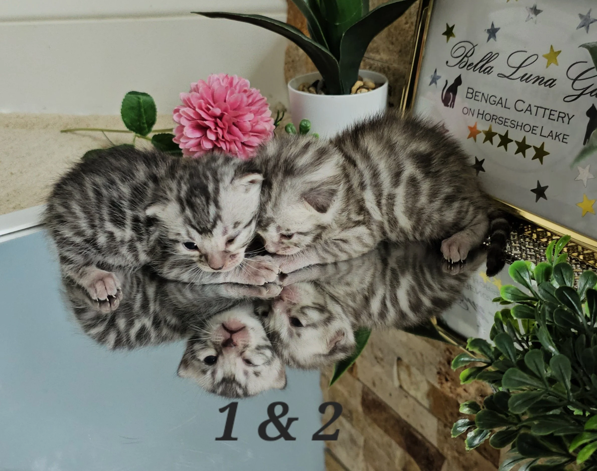 Purebred TICA Registered Female Silver Rosette Bengal Kittens in Minnesota