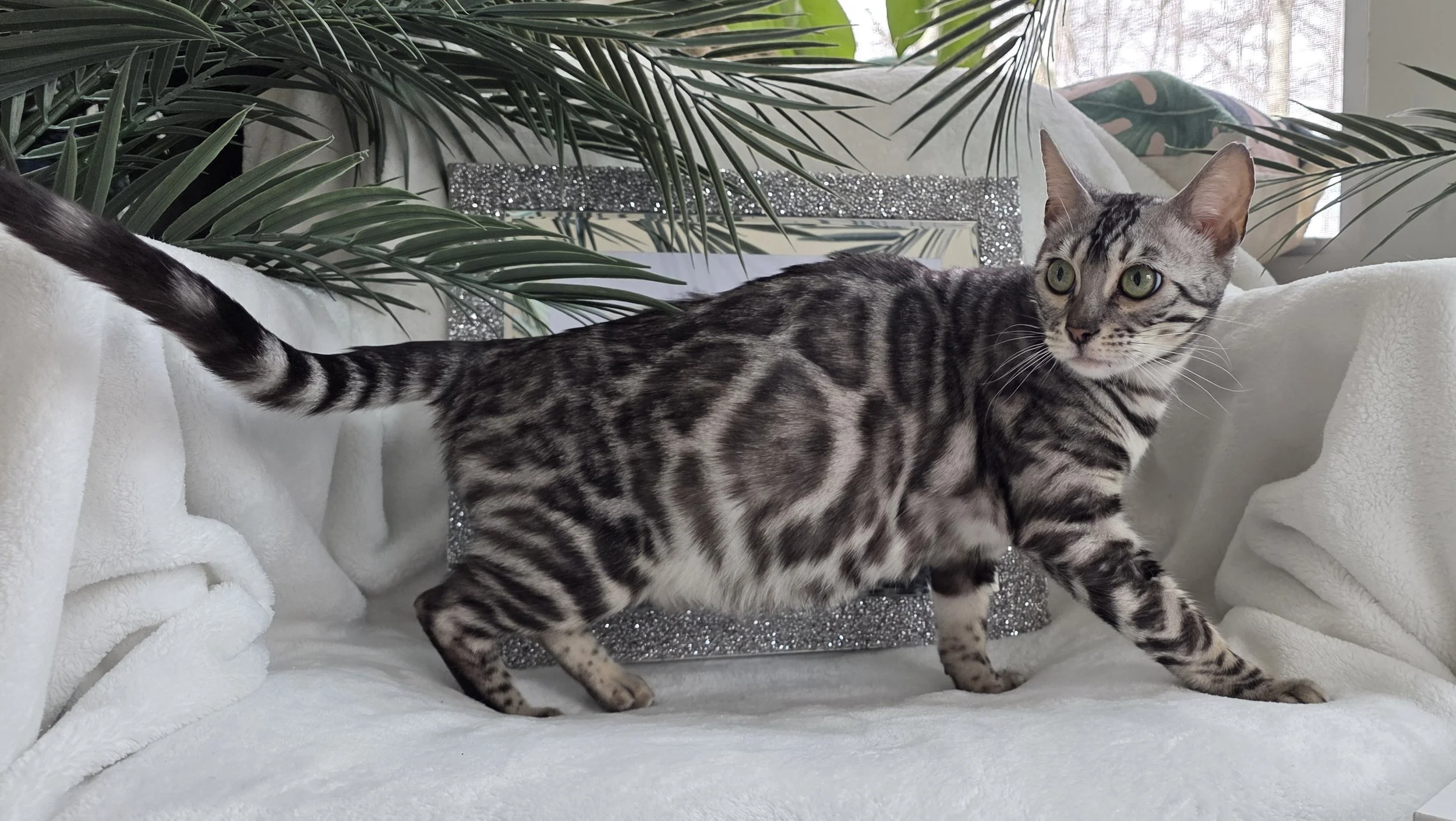 Female Silver Bengal Cat