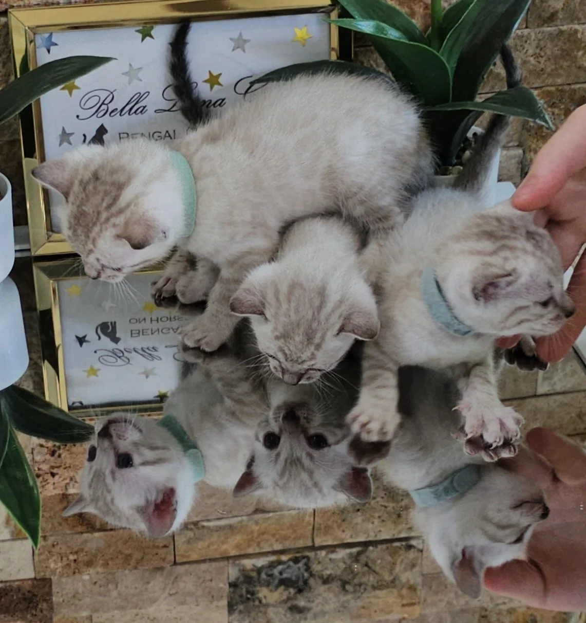 Labrador Retriever Puppies and Bengal Kittens
