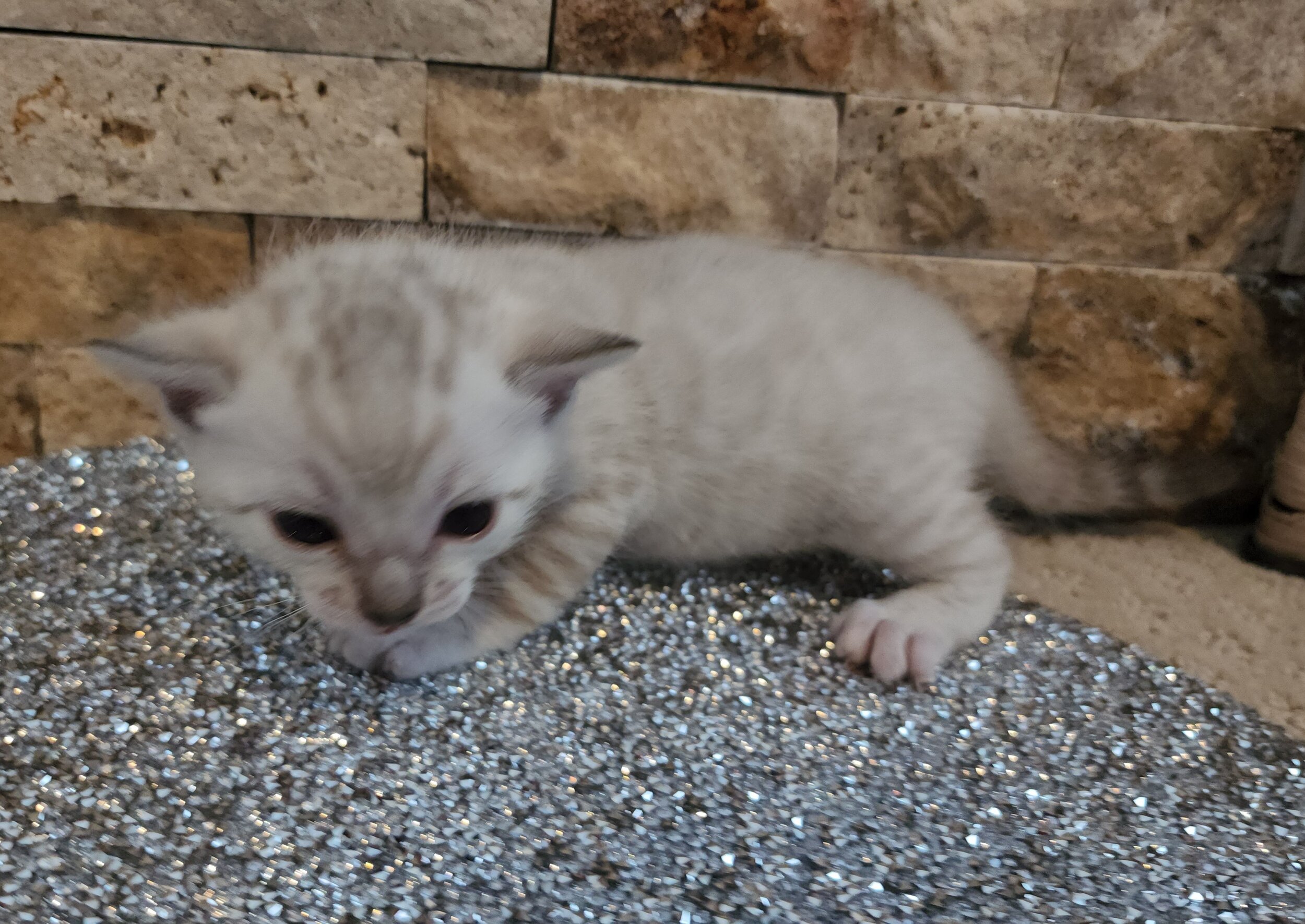 Purebred TICA Registered Female Snow Rosette Bengal Kitten in Minnesota