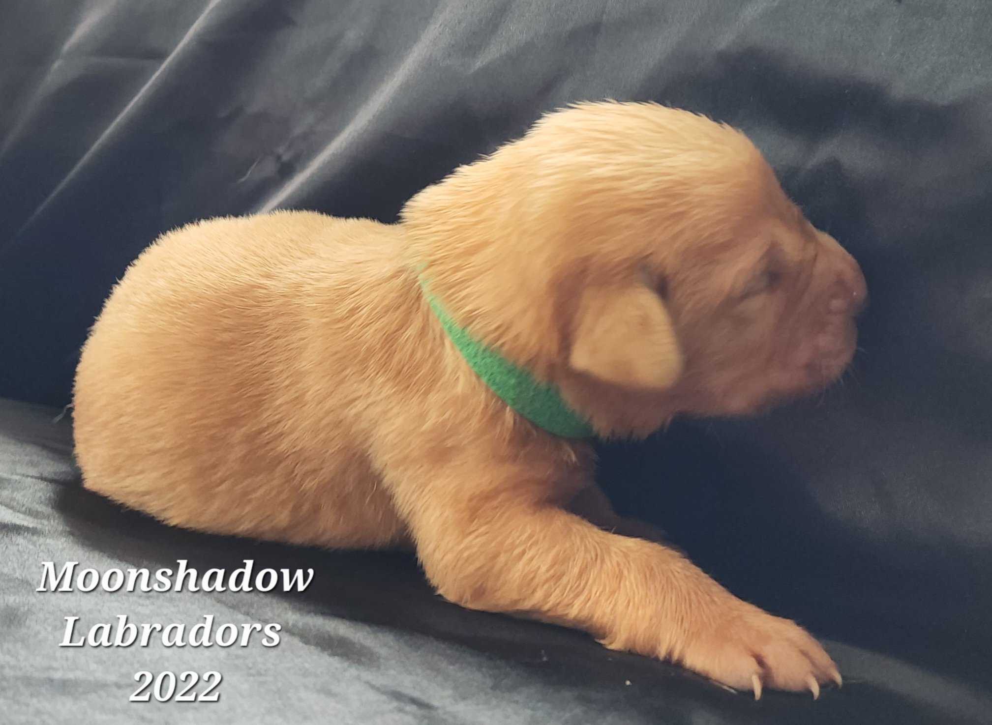 Male Yellow Fox Red Labrador Retriever Puppy in Minnesota