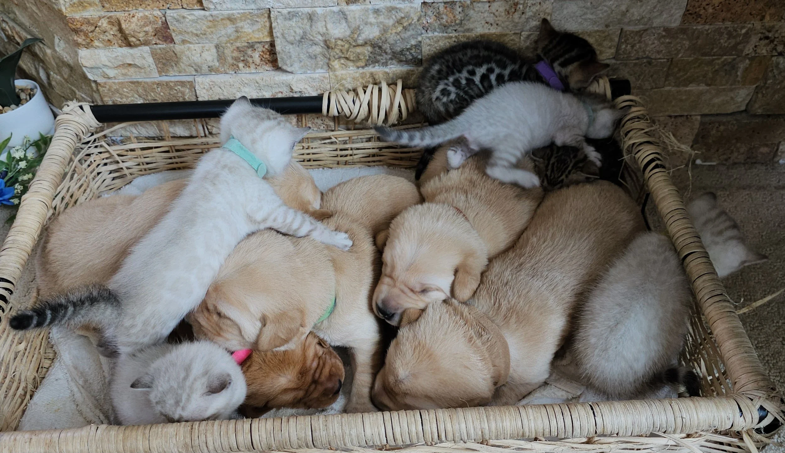 Labrador Retriever Puppies and Bengal Kittens