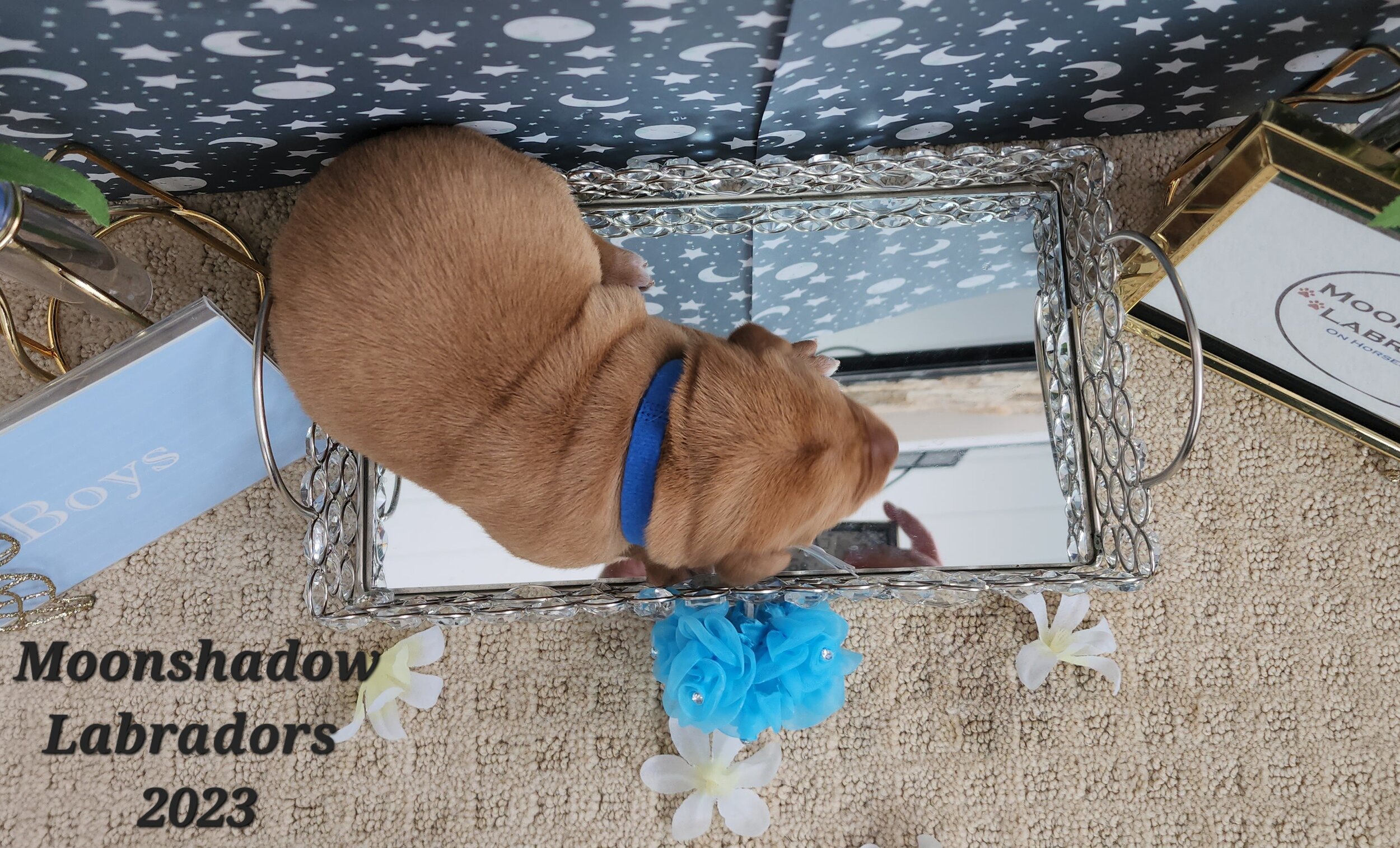 Male Yellow Fox Red Labrador Retriever Puppy in Minnesota