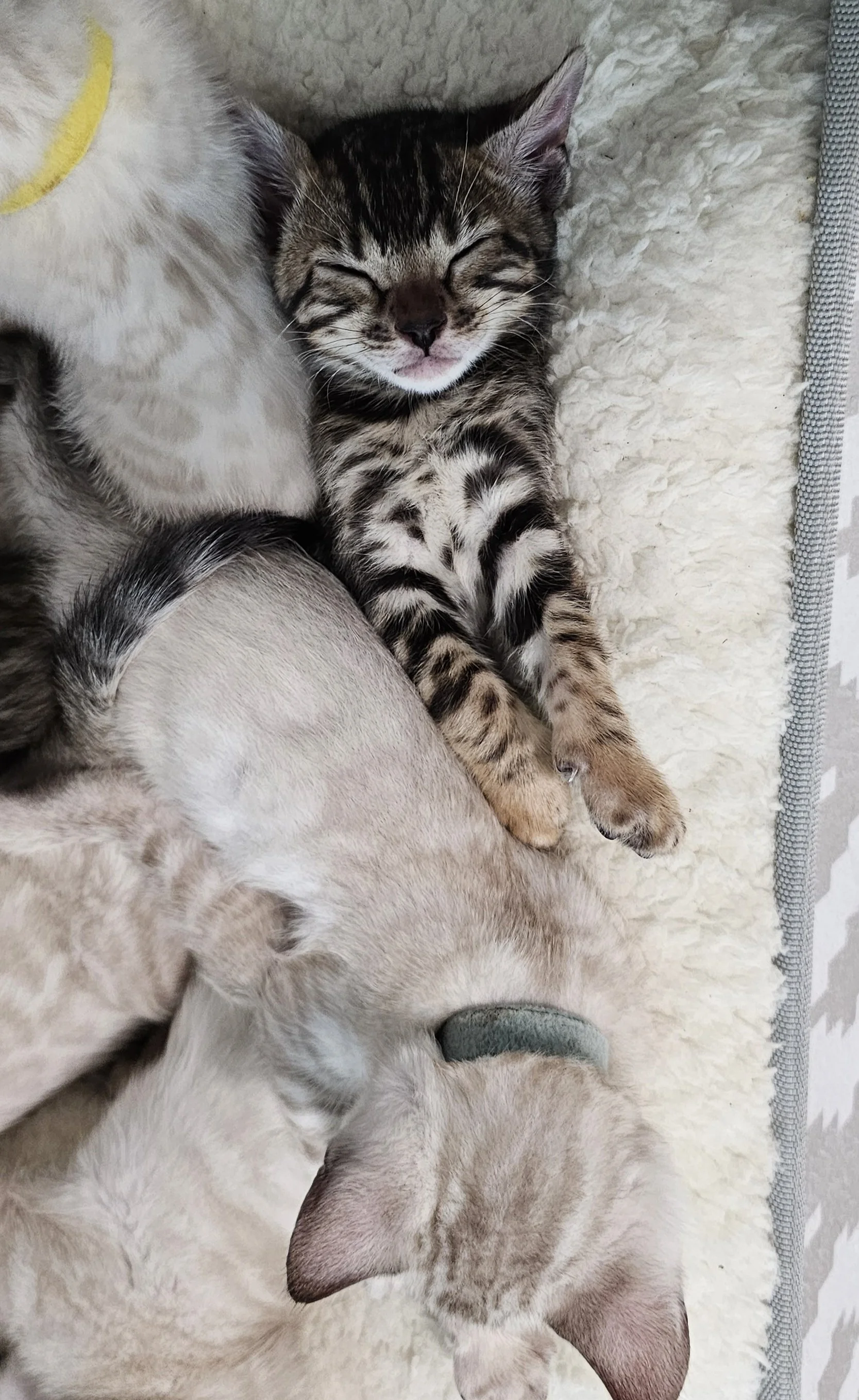 Purebred TICA Registered Male and Female Snow and Brown Rosette Bengal Kitten Available in Minnesota