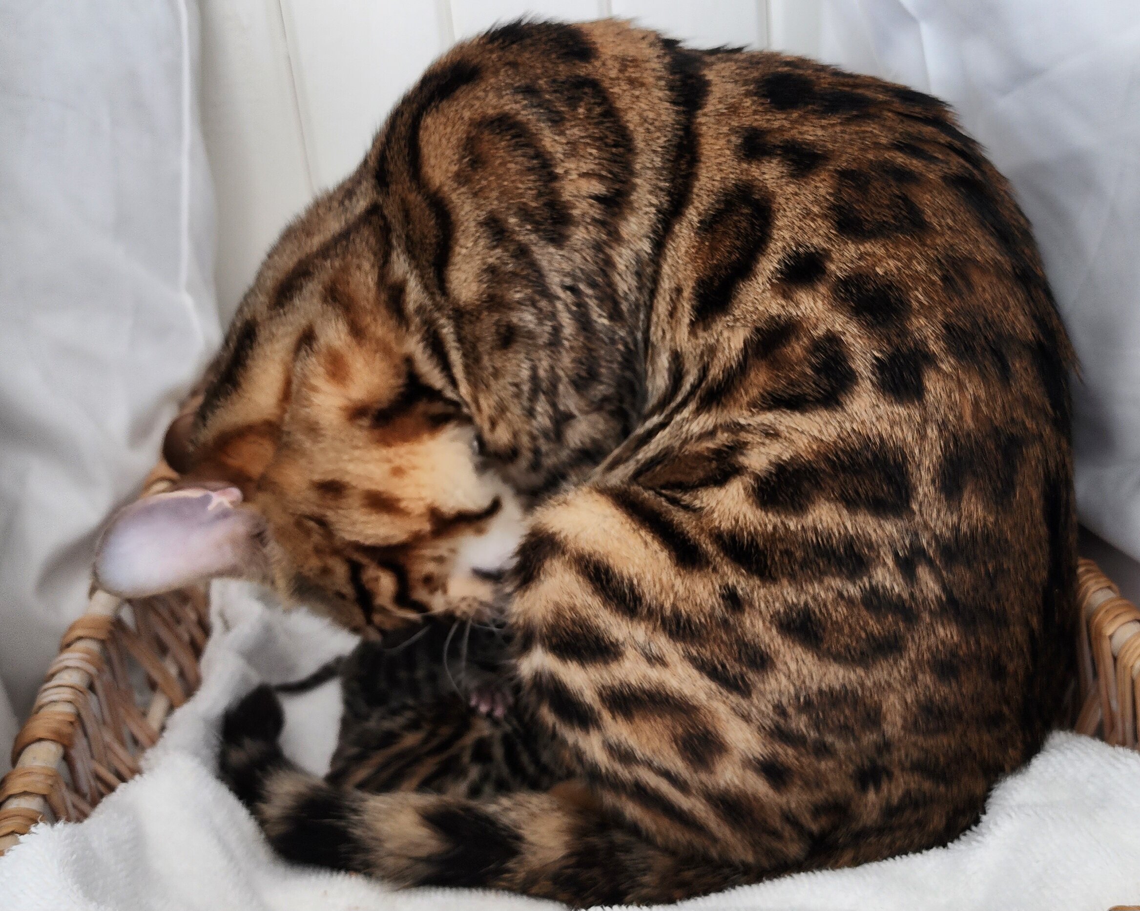 TICA Registered Brown Donut Rosette Bengal Kittens Available in Minnesota