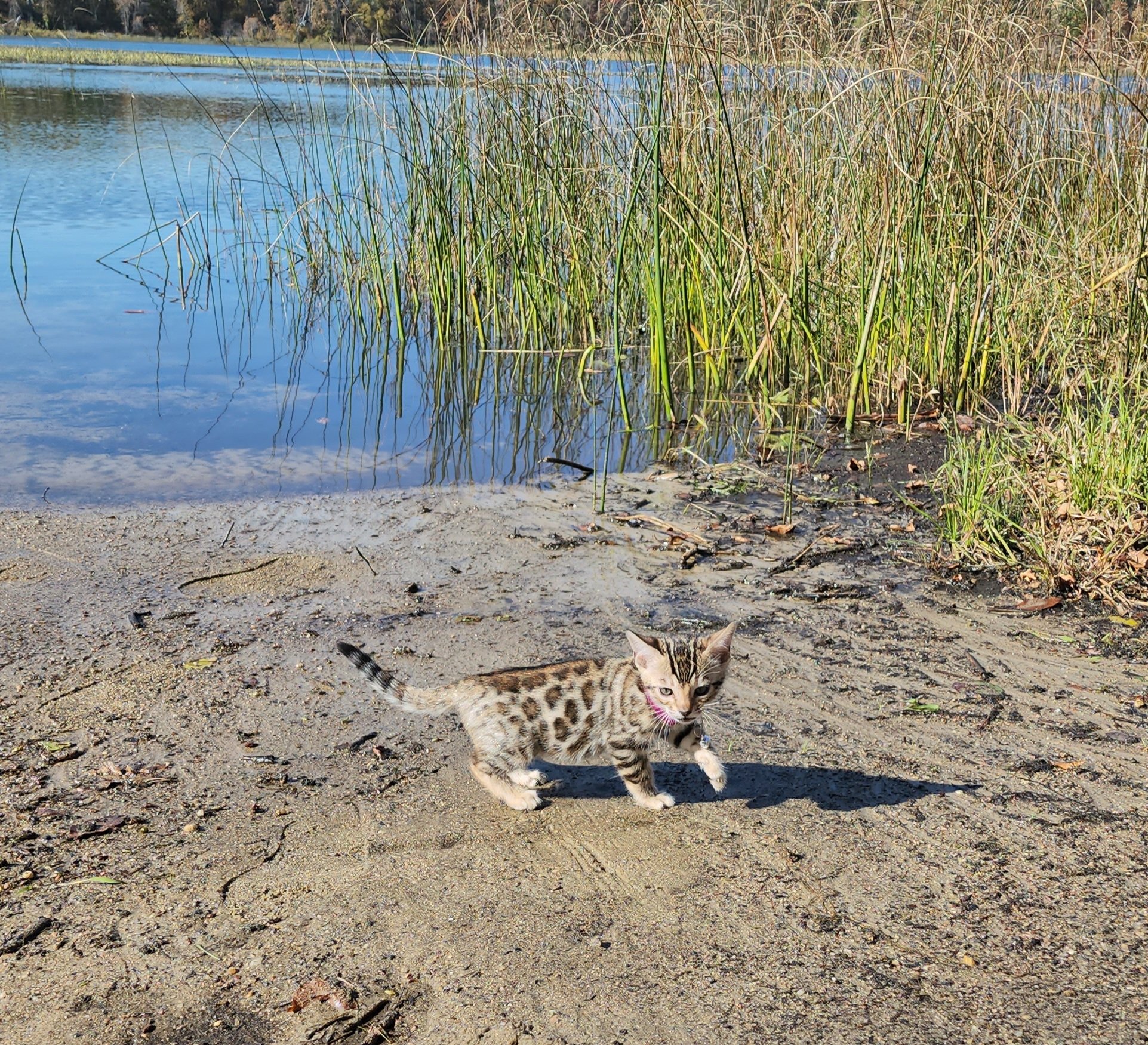 Female Brown/Black Rosette Bengal in Minnesota