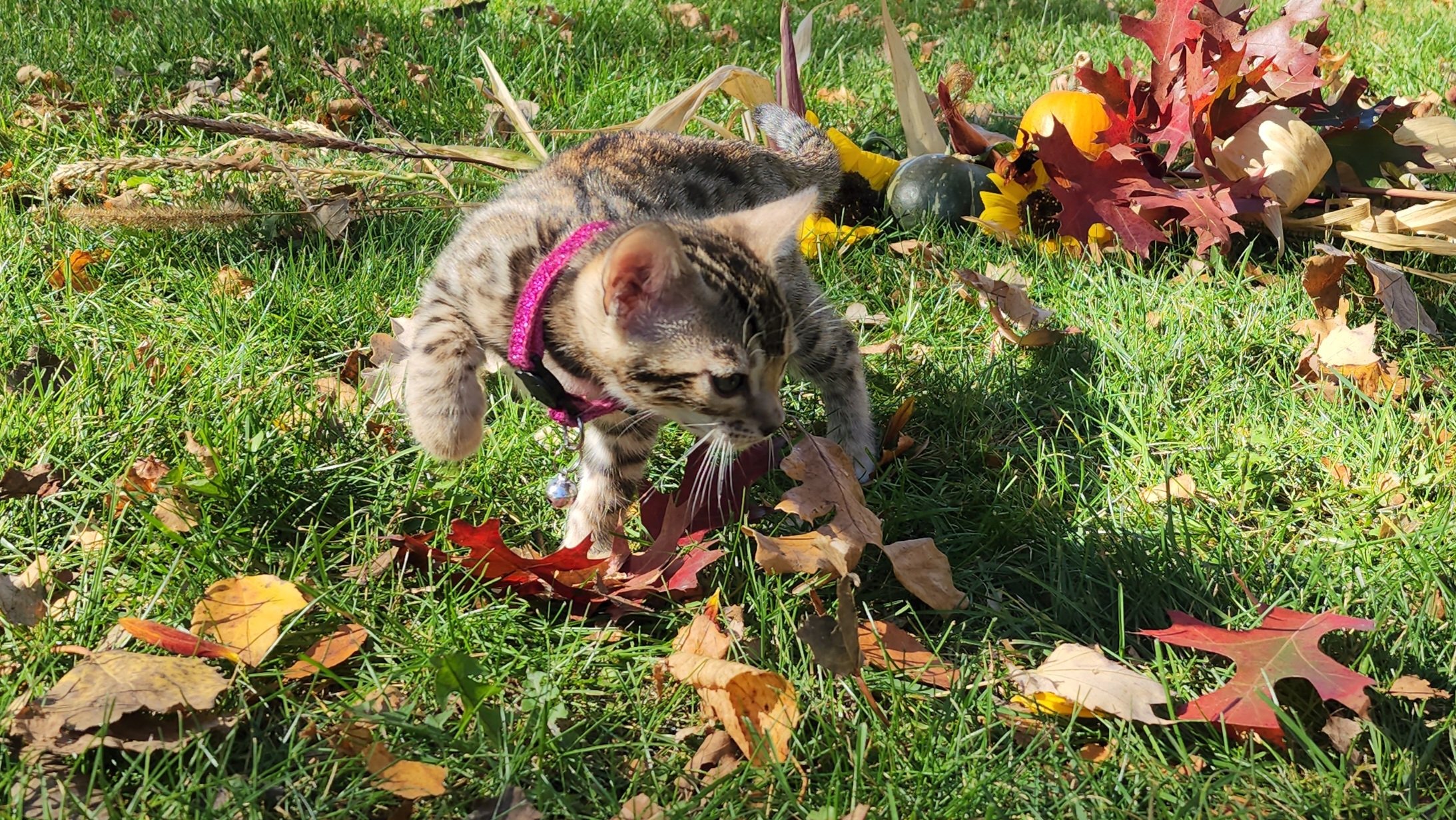 Female Brown/Black Rosette Bengal in Minnesota