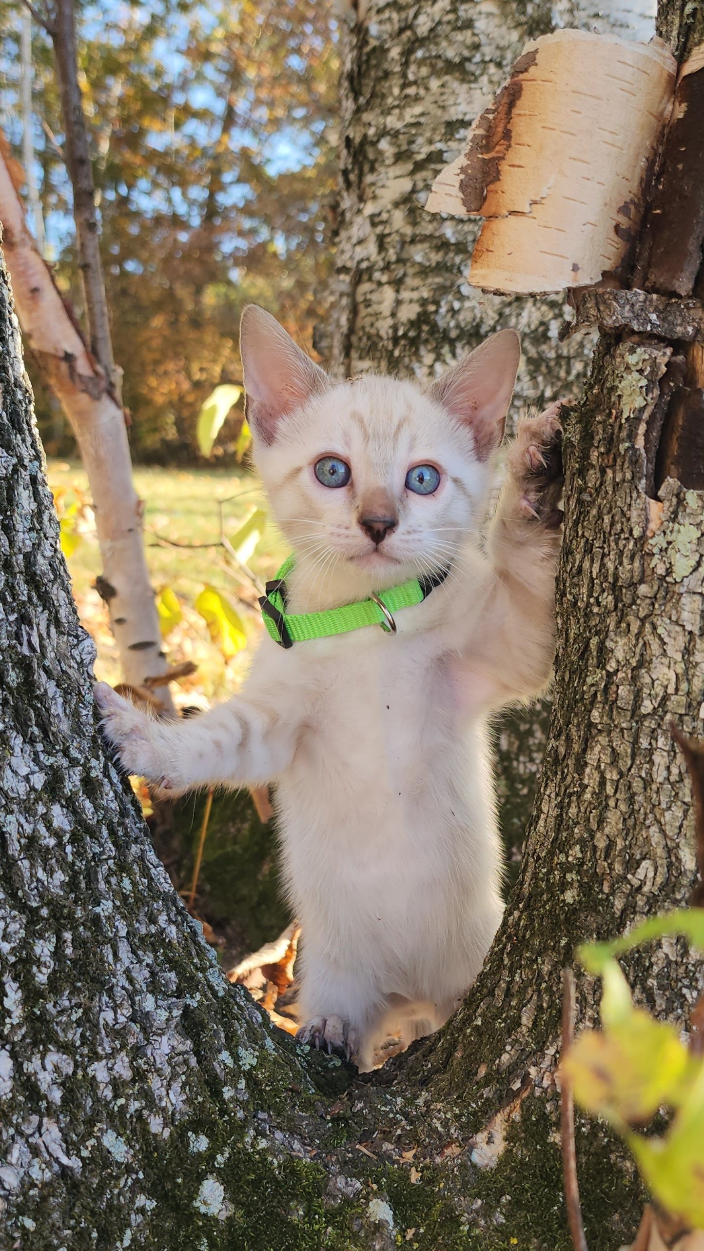 Male Snow Bengal in Minnesota