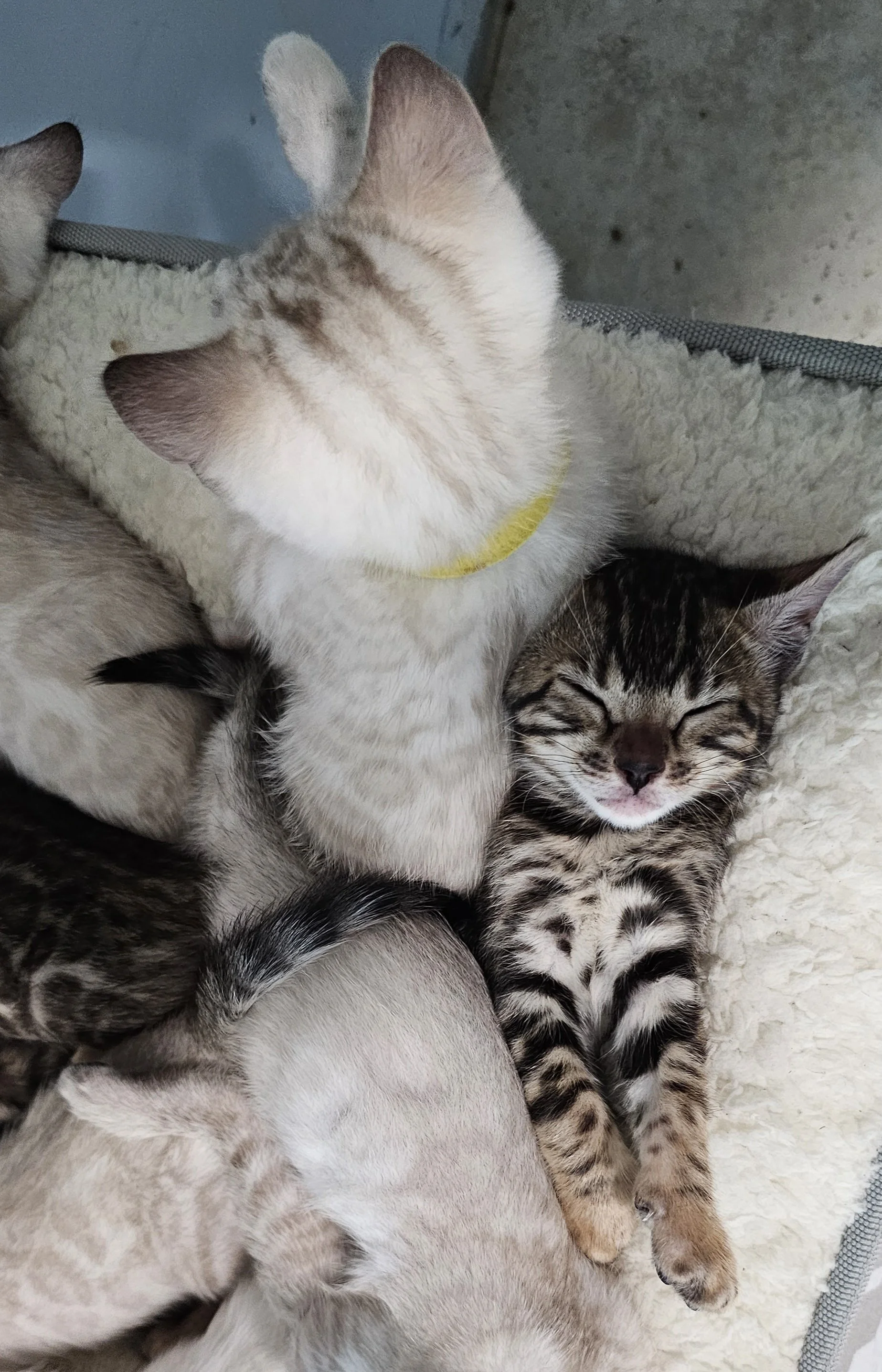 Purebred TICA Registered Male and Female Snow and Brown Rosette Bengal Kitten Available in Minnesota