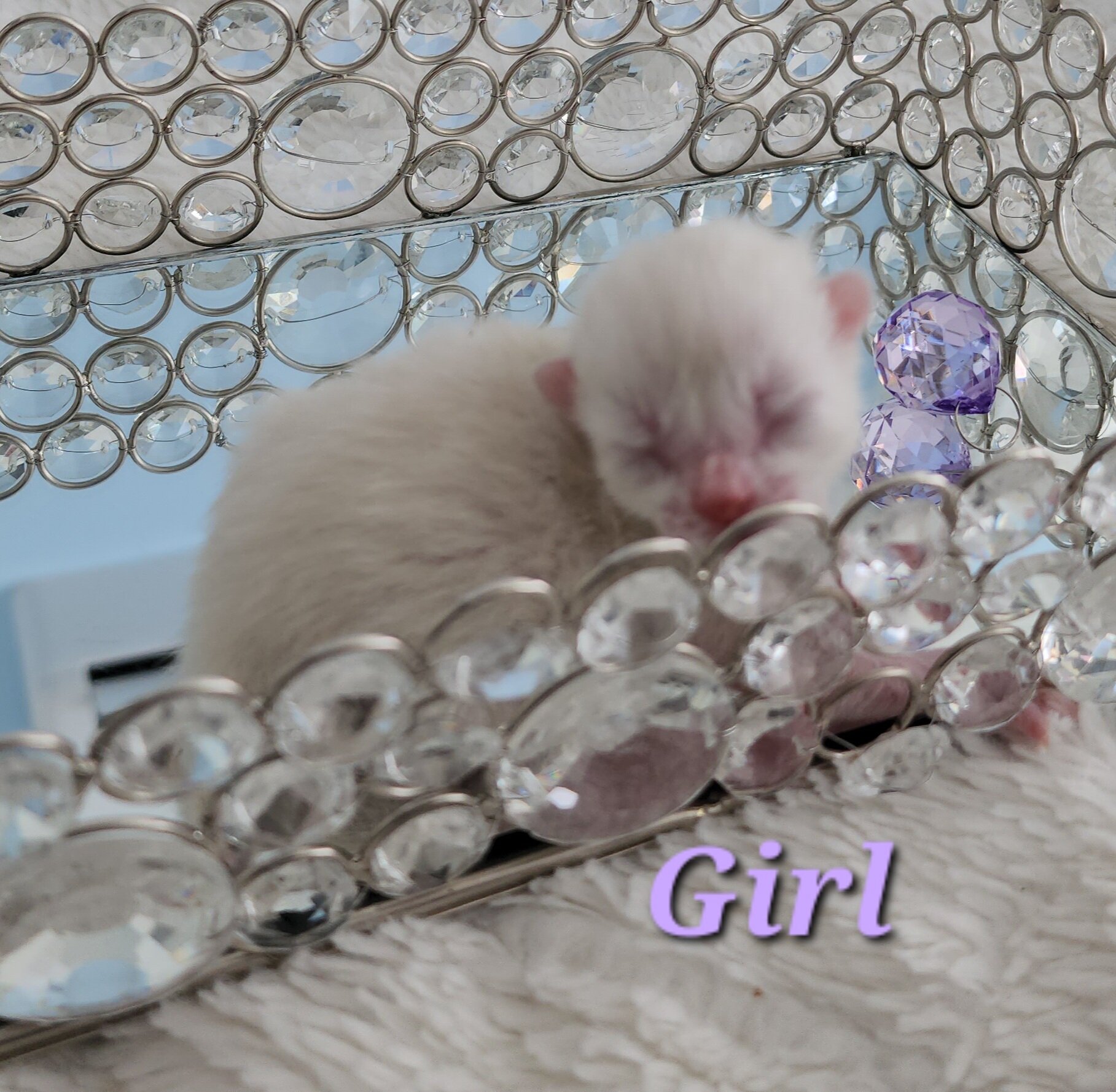Purebred Snow Rosette Bengal Kitten in Minnesota