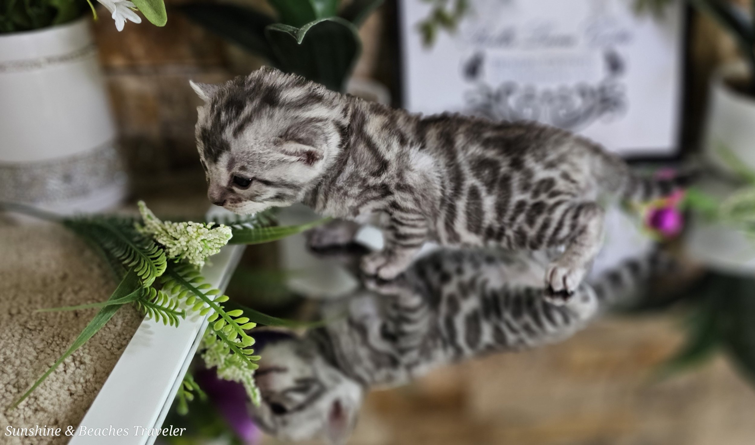 Purebred TICA Registered Female Silver Rosette Bengal Kitten in Minnesota