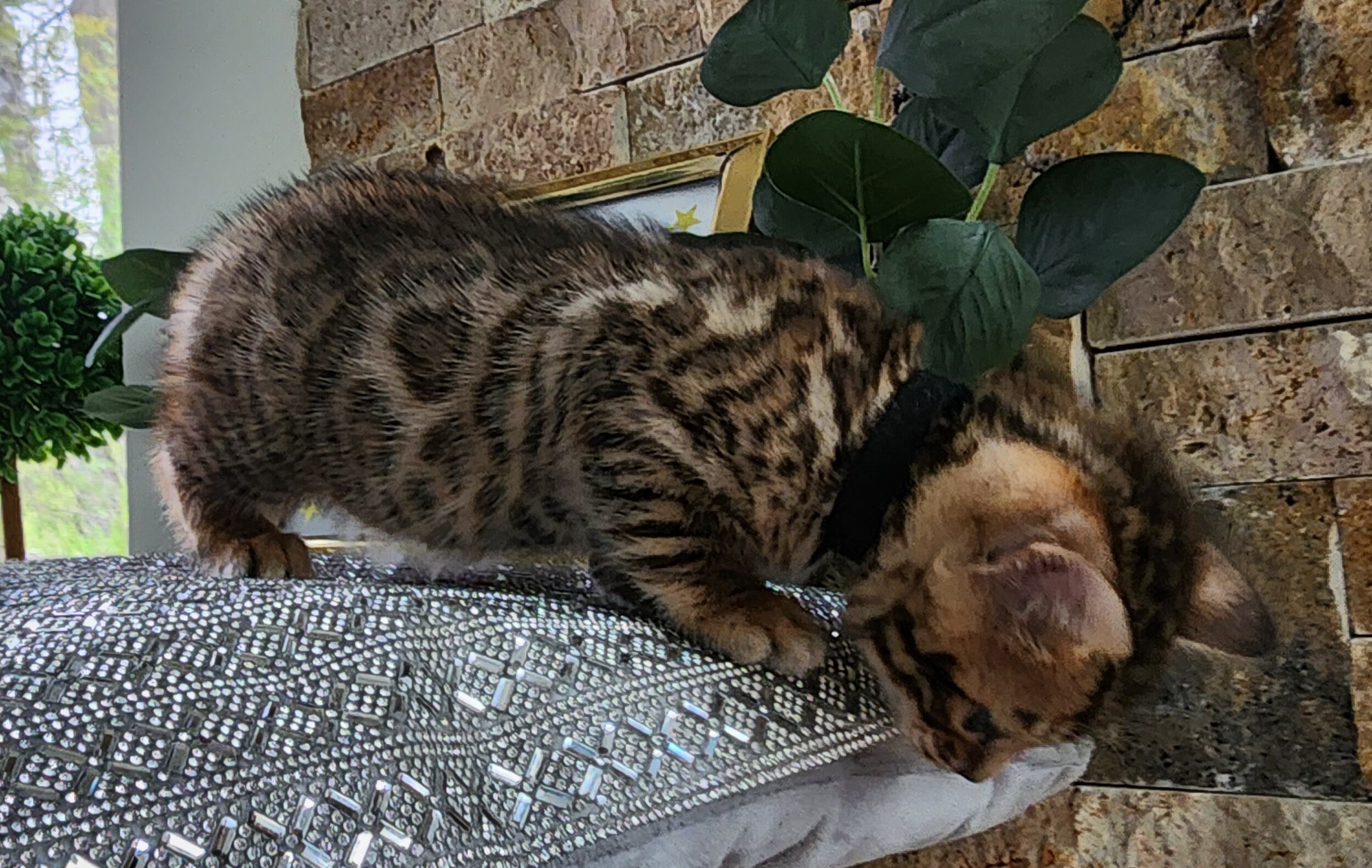 Purebred TICA Registered Male Brown Rosette Bengal Kitten Available in Minnesota