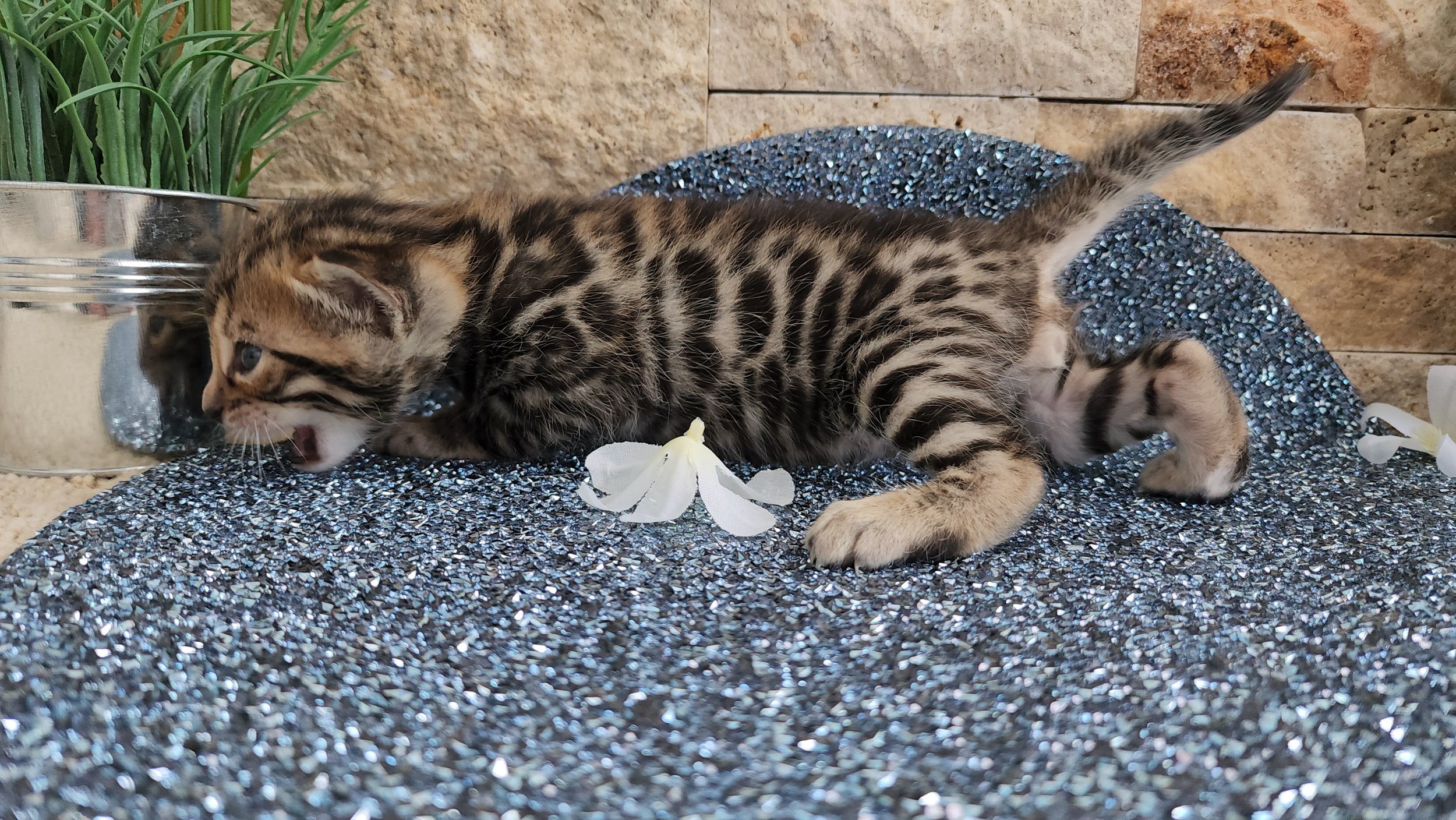 Purebred TICA Registered Male Brown Rosette Bengal Kitten Available in Minnesota