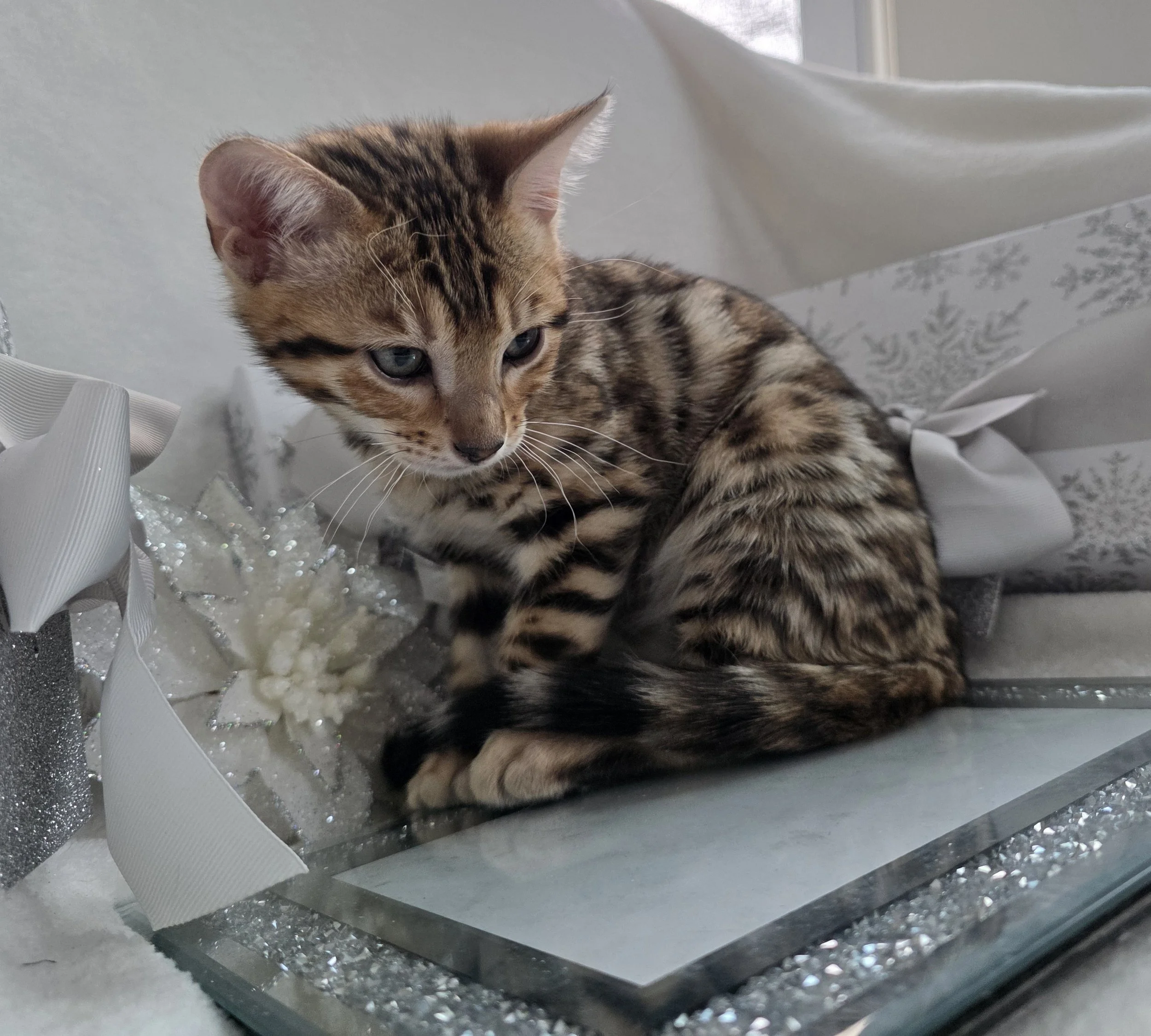 Ten-Week-Old, Male, Brown, Bengal Kitten