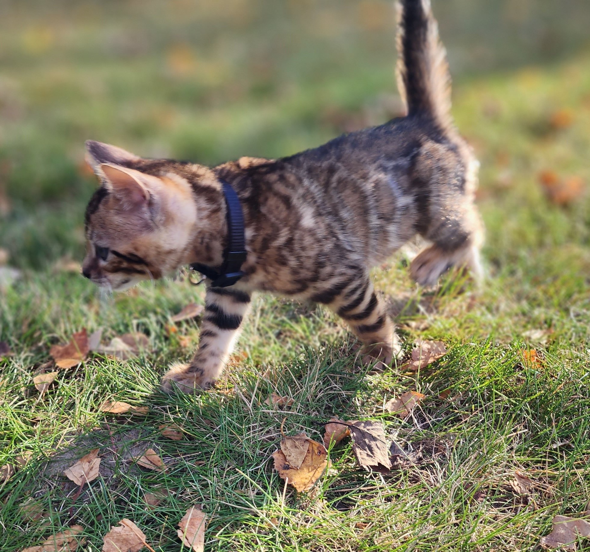 Male Brown/Black Rosette Bengal in Minnesota