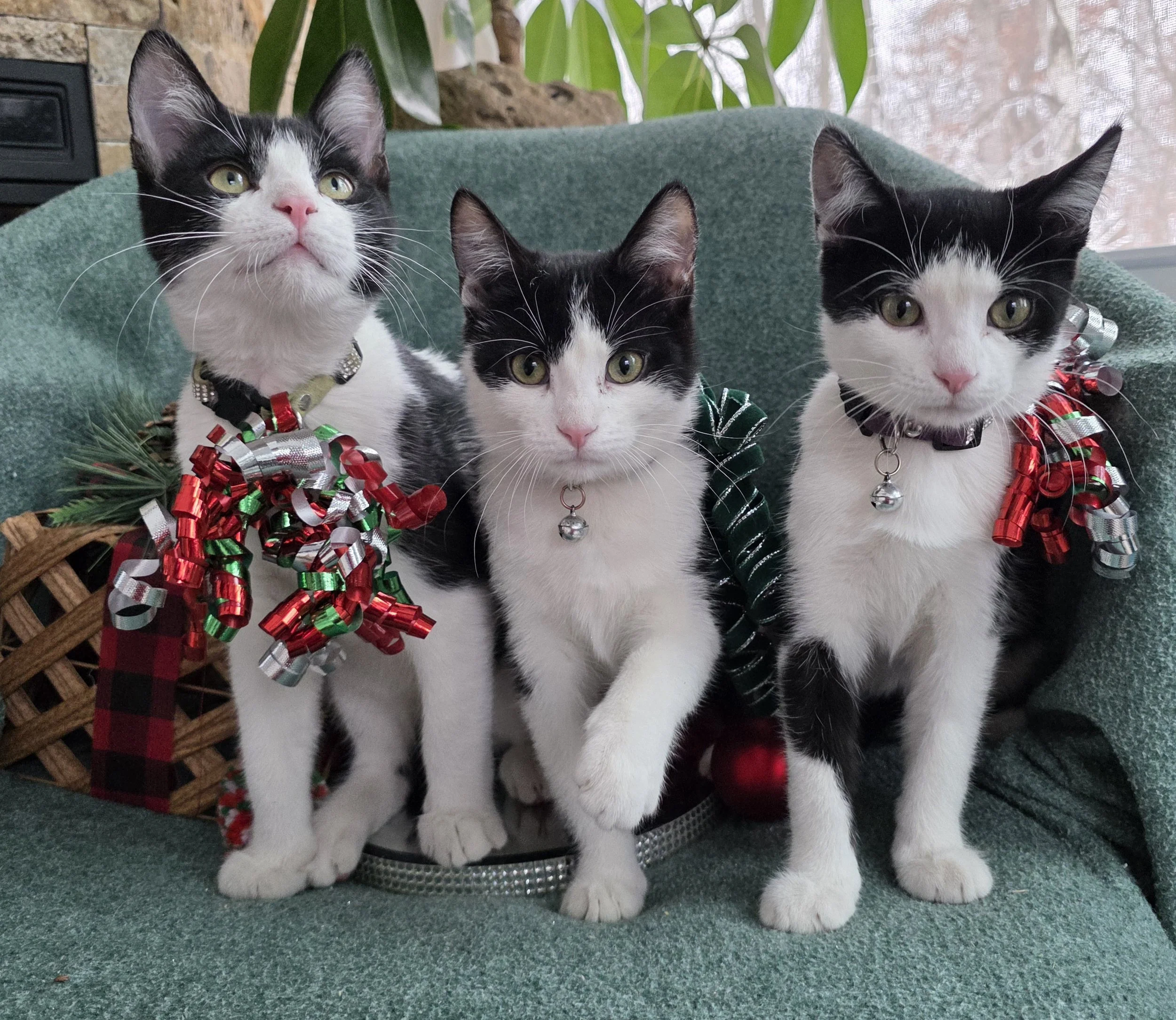 Black & White Kittens for Adoption in the Brainerd, Minnesota Area