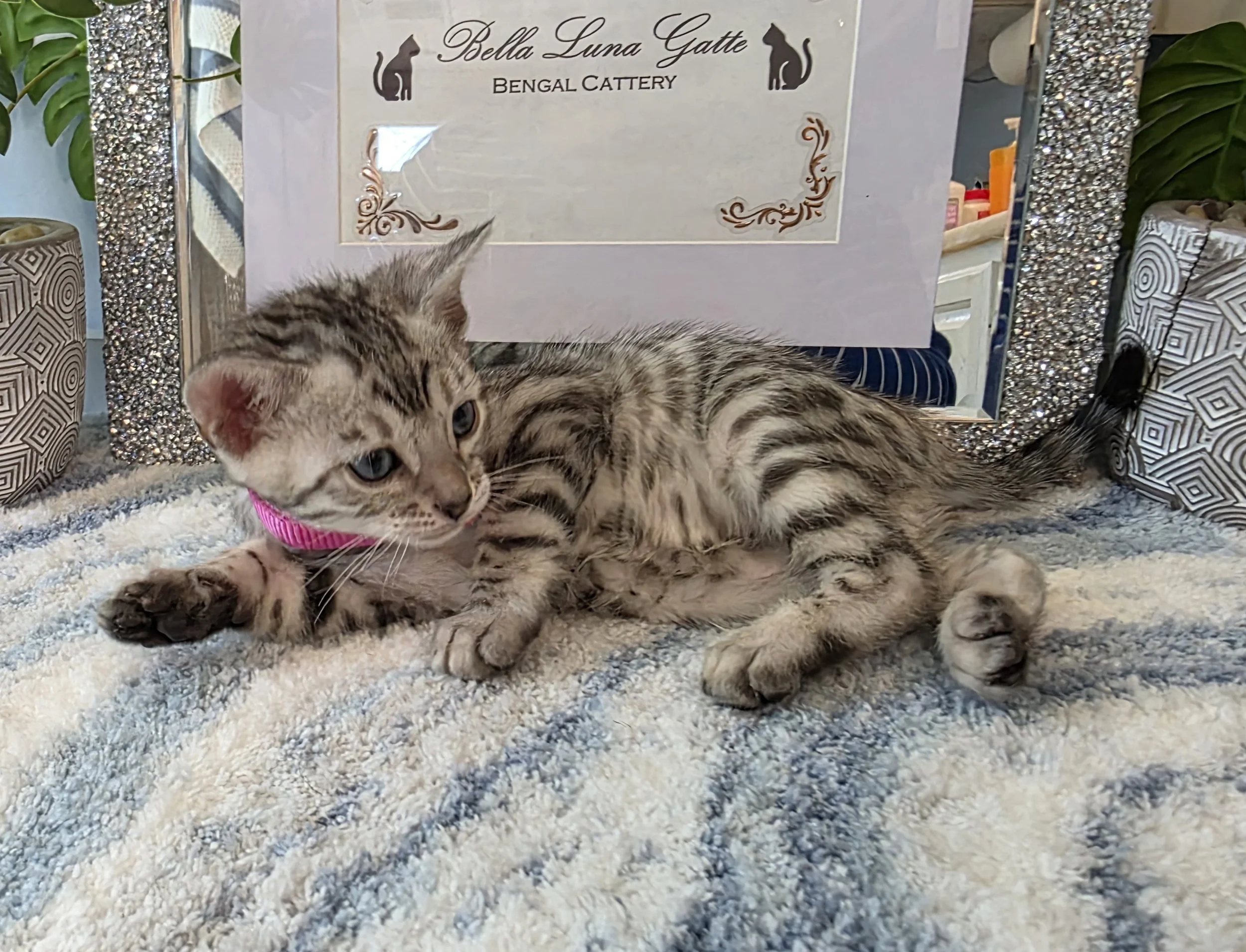 Six-Week-Old Silver Female Bengal Kitten