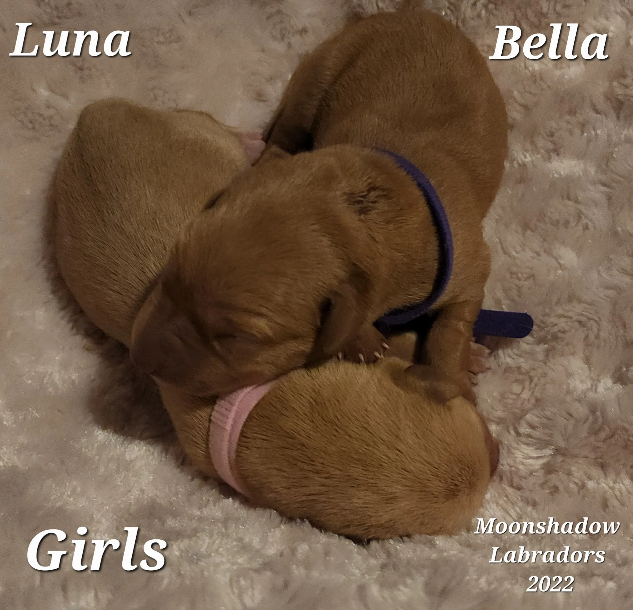 AKC Yellow Fox Red Labrador Retriever Puppies Available in Minnesota