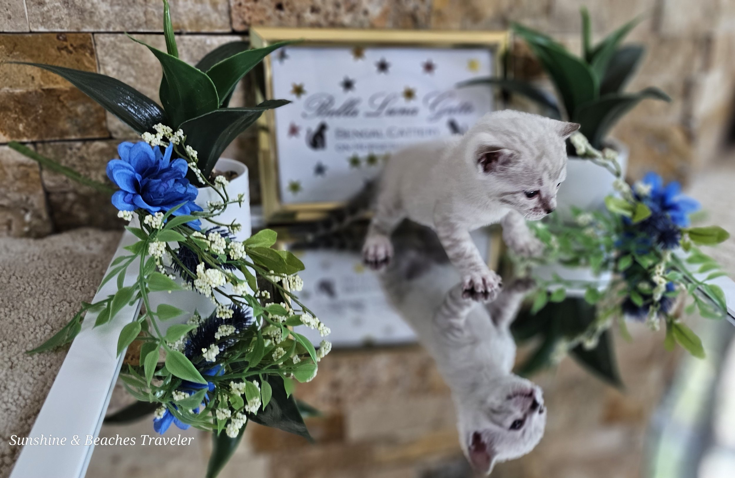 Purebred TICA Registered Male Snow Rosette Bengal Kitten in Minnesota