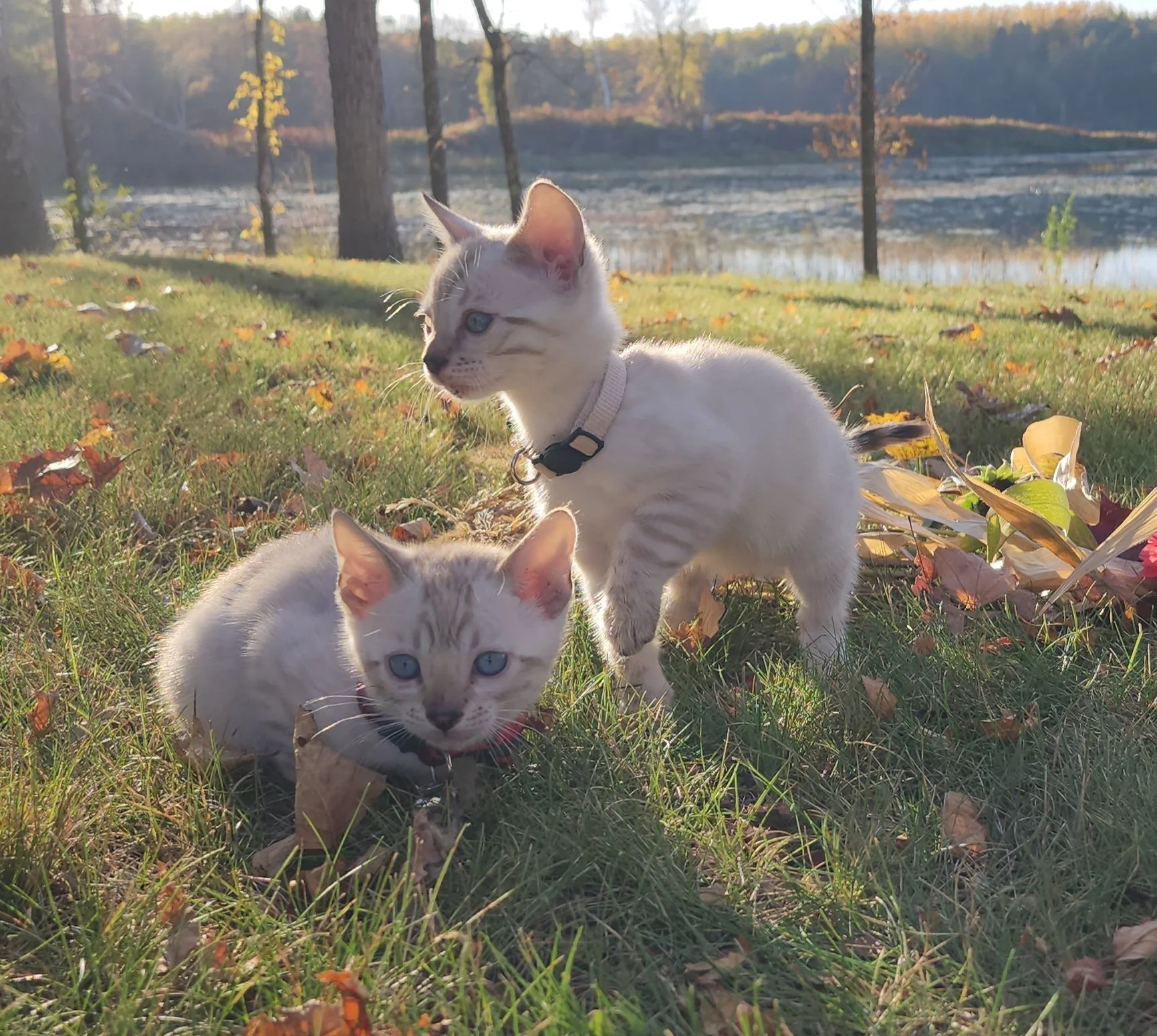 Male Snow Bengal in Minnesota