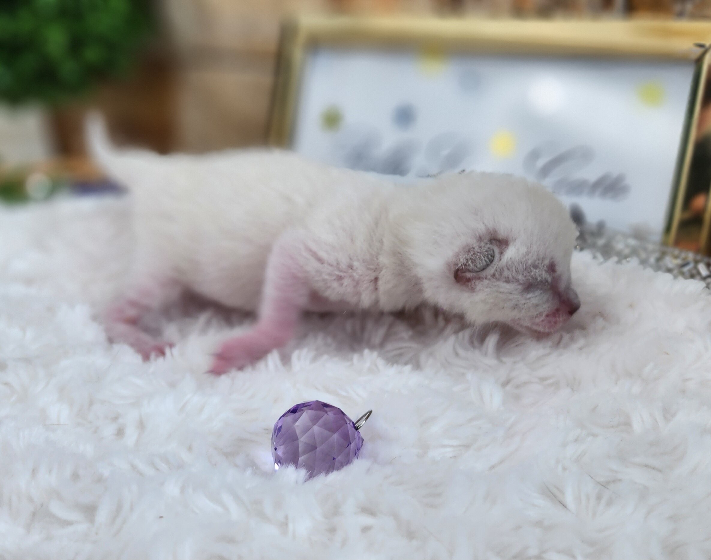 Purebred TICA Registered Female Snow Rosette Bengal Kitten in Minnesota