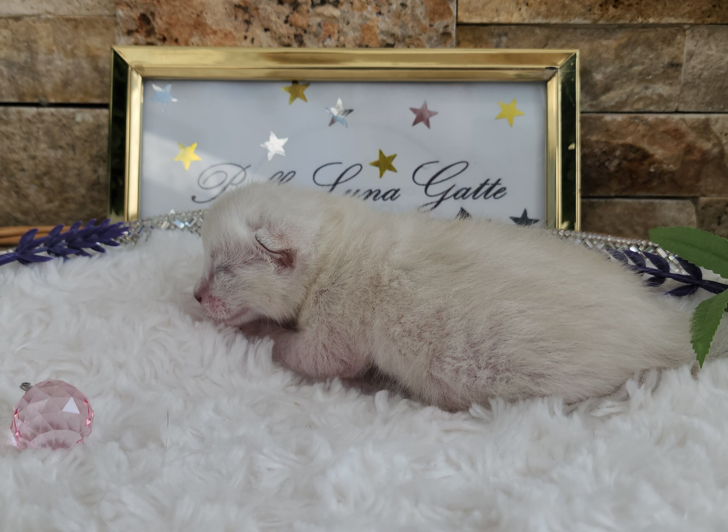 Purebred TICA Registered Female Snow Rosette Bengal Kitten in Minnesota