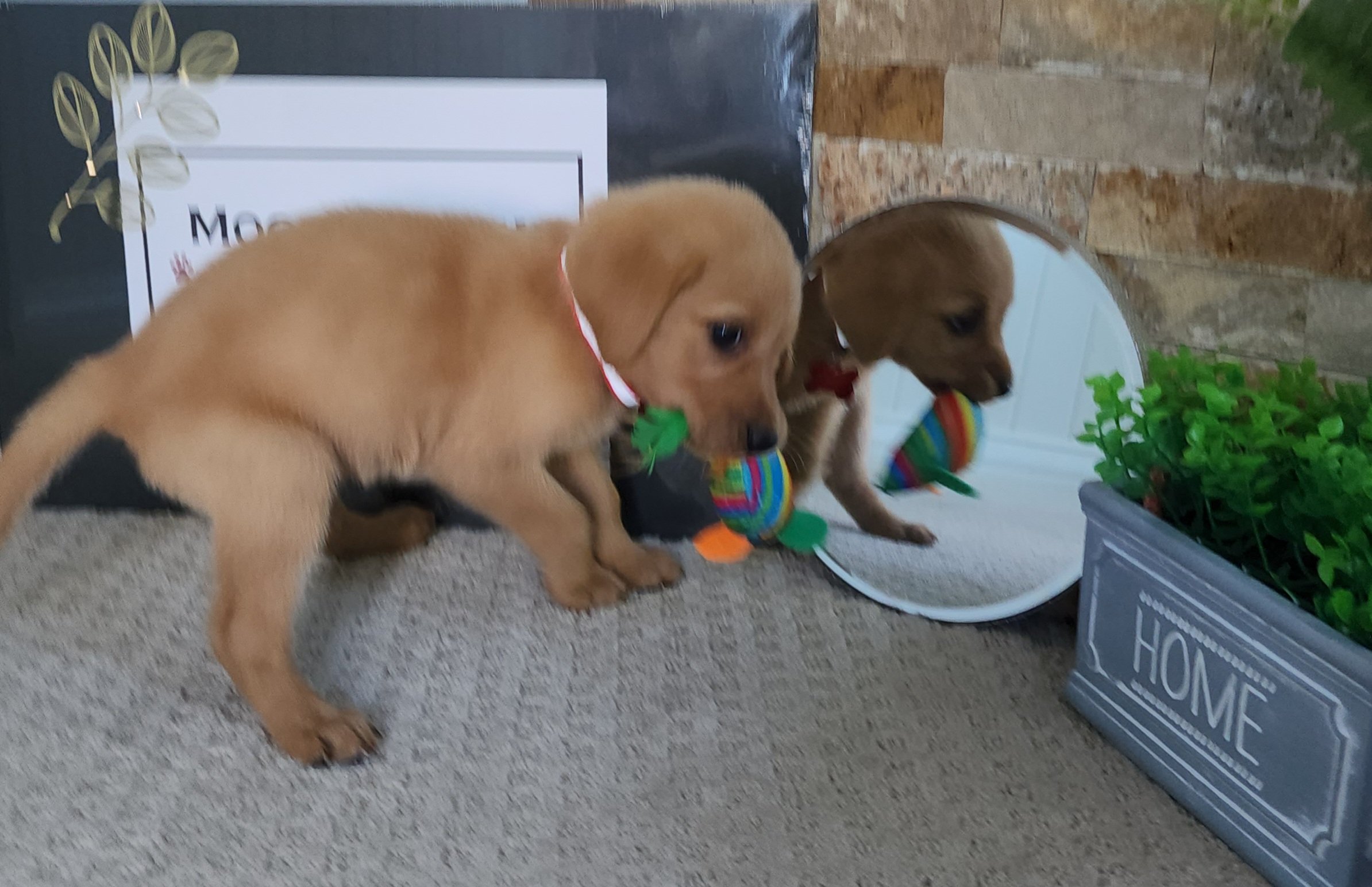 Male Fox Red Labrador Retriever Puppy