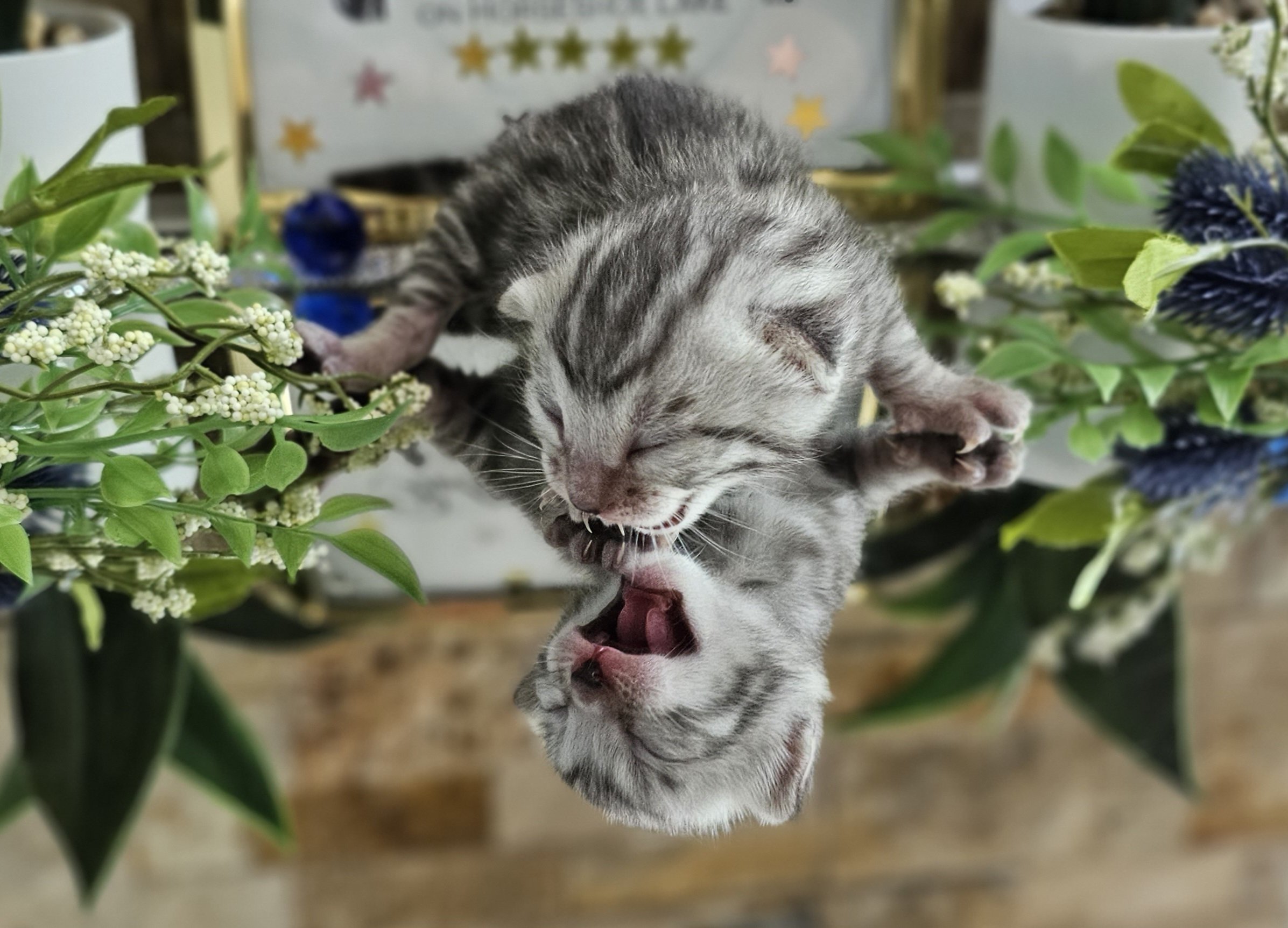 Purebred TICA Registered Male Silver Rosette Bengal Kitten in Minnesota
