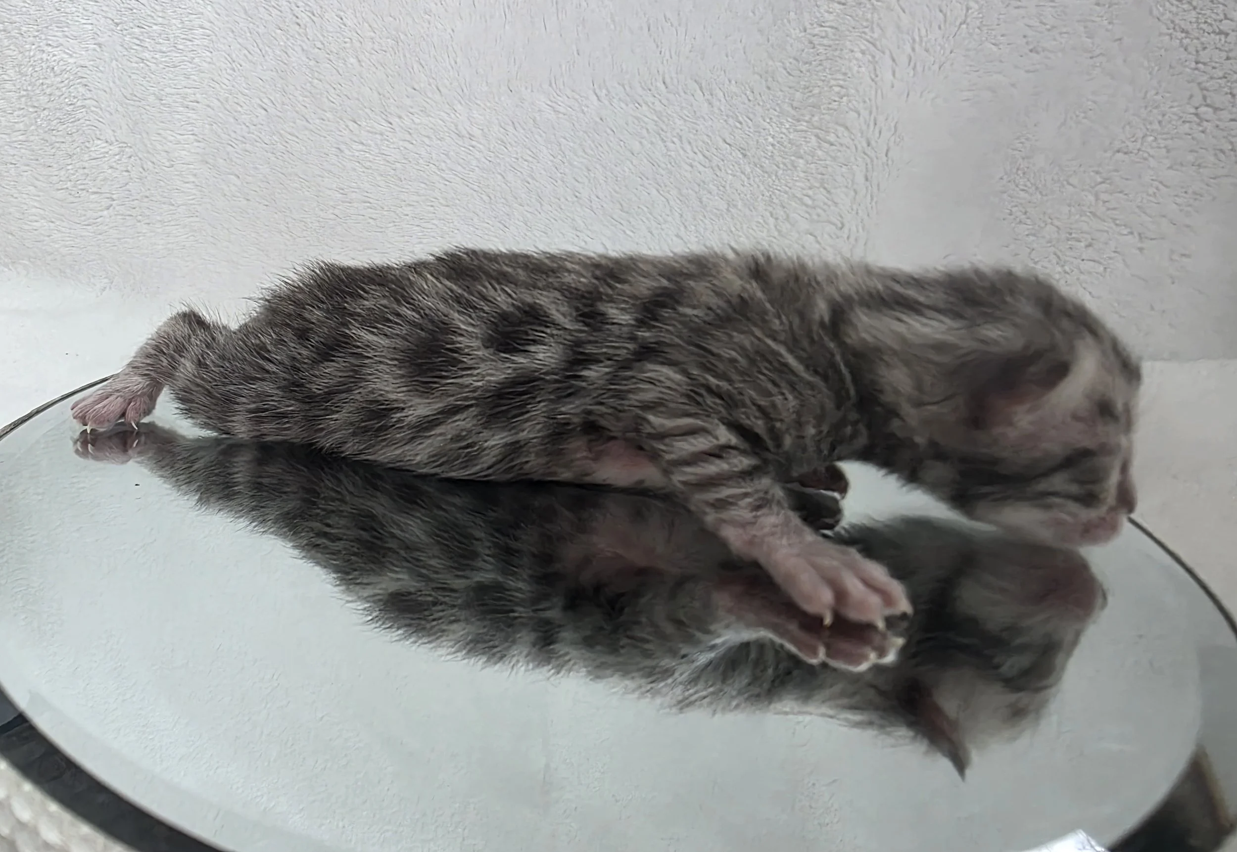 Newborn Silver Male Bengal Kitten