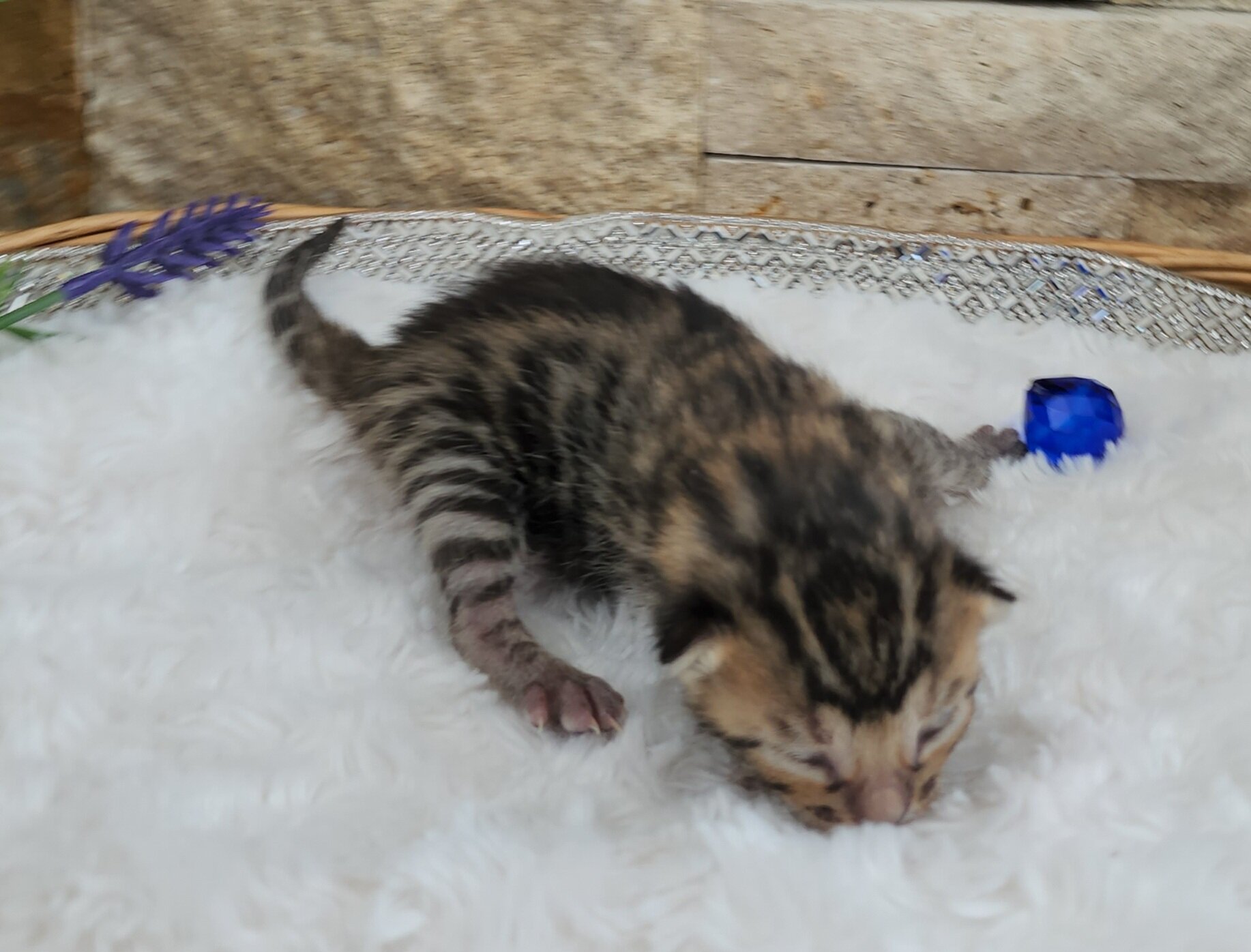 Purebred TICA Registered Male Brown Rosette Bengal Kitten Available in Minnesota