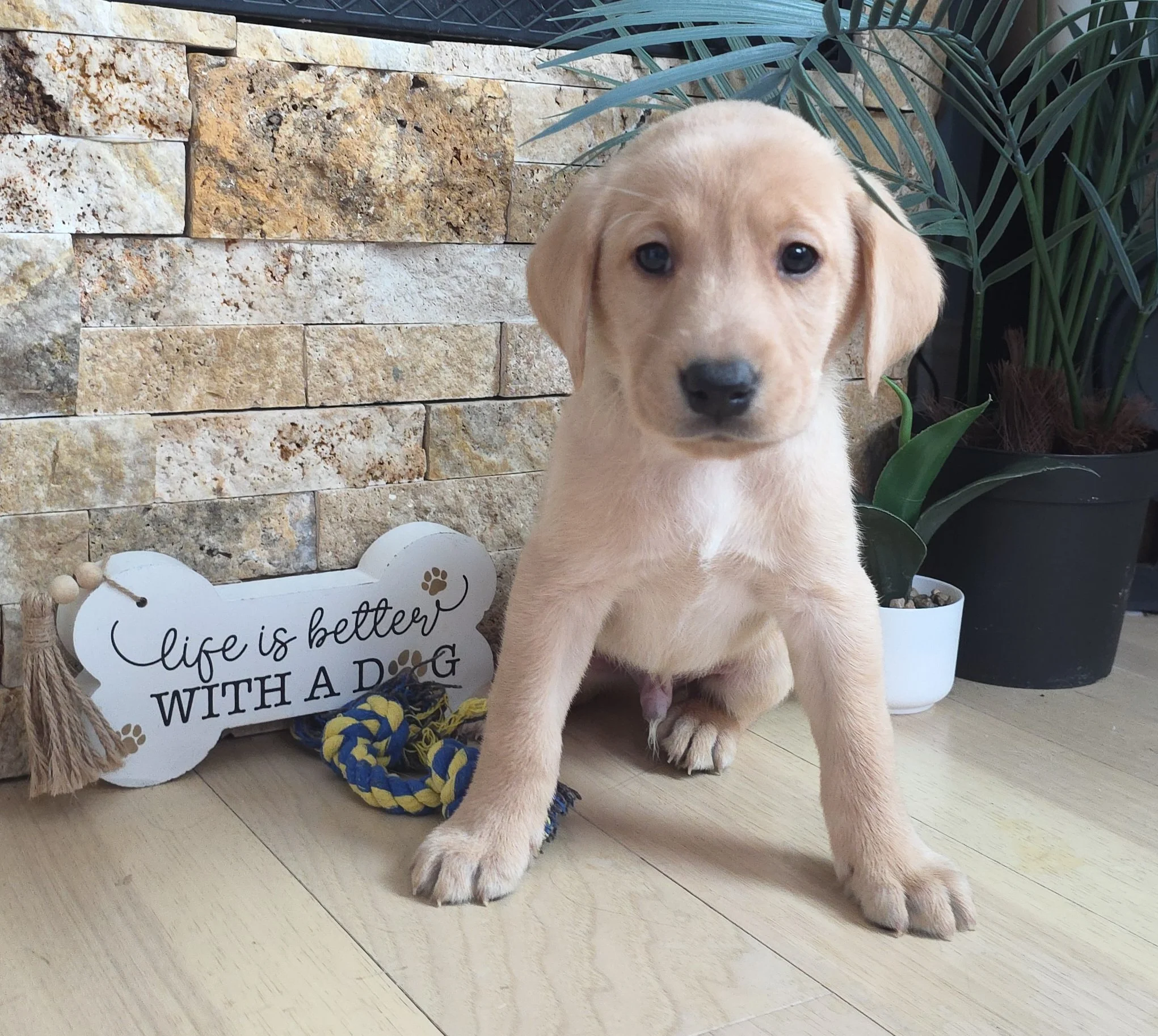 Six-Week-Old Male Yellow/Fox Red Labrador Retriever Puppy