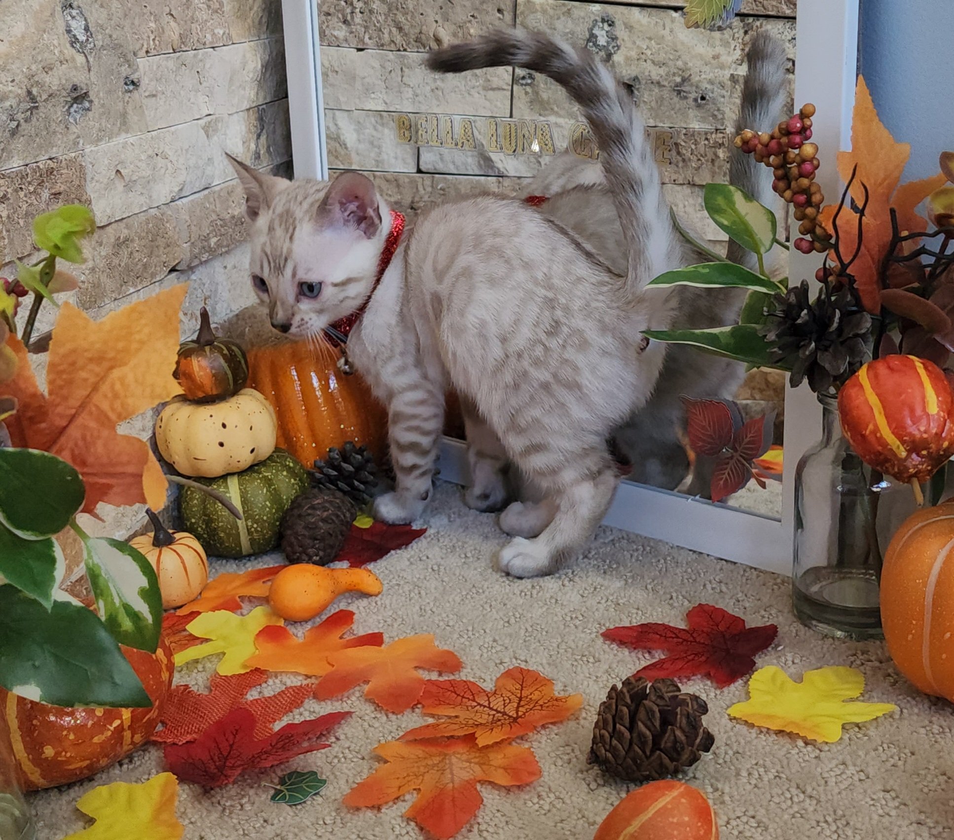 Male Snow Bengal in Minnesota