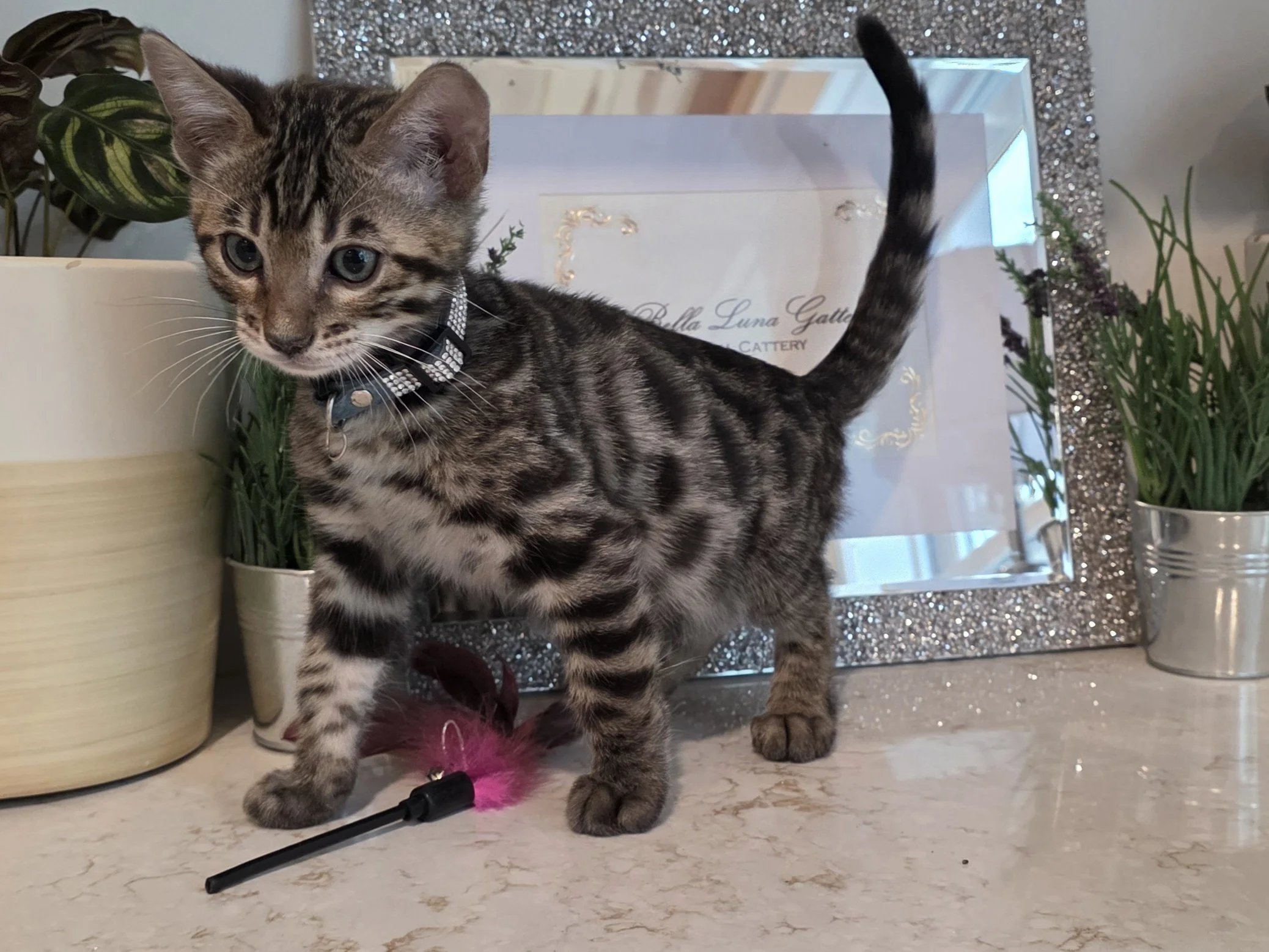 Ten-Week-Old Silver Female Bengal Kitten