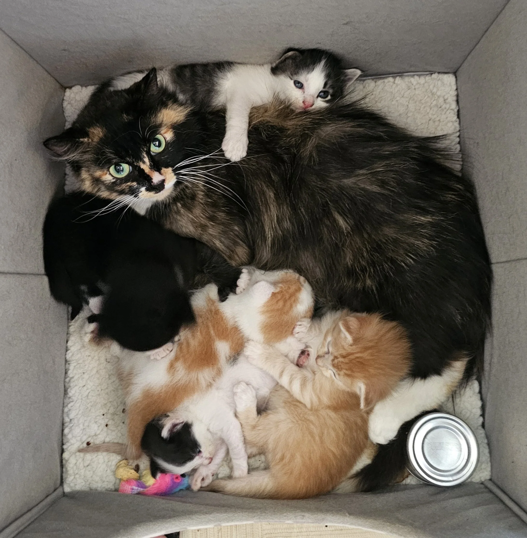 Female Tortoiseshell/Calico "Tortico" Cat for Adoption