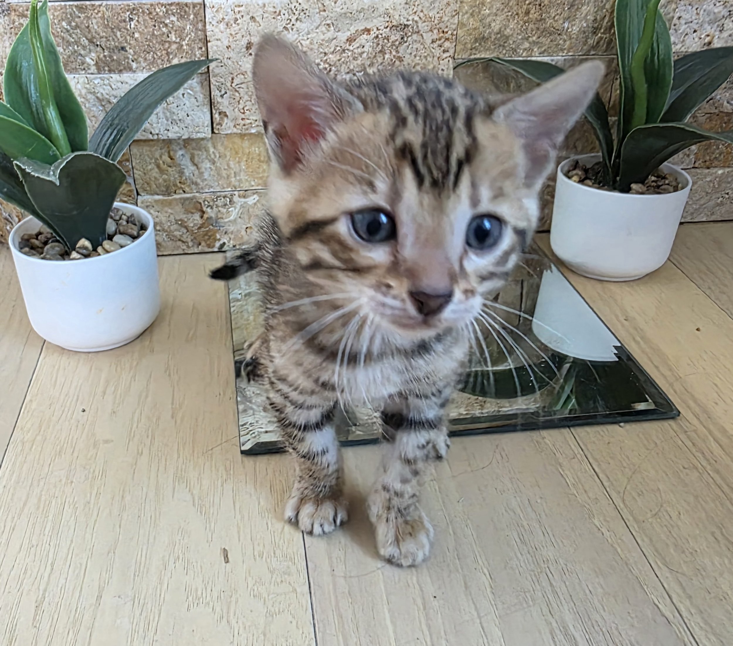 Five-Week-Old Brown Rosette Female Bengal kitten